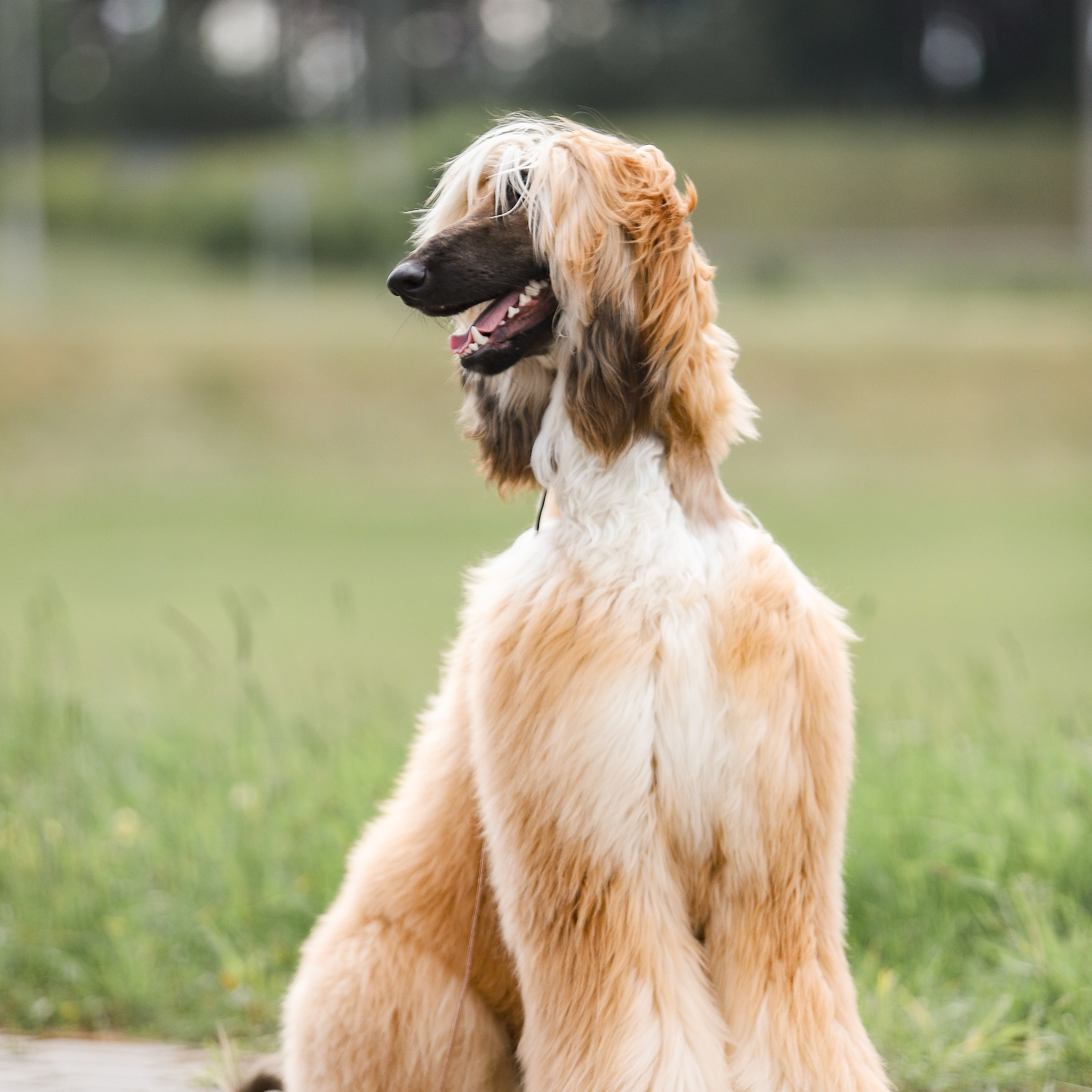 Галерея фотографий афганской борзой