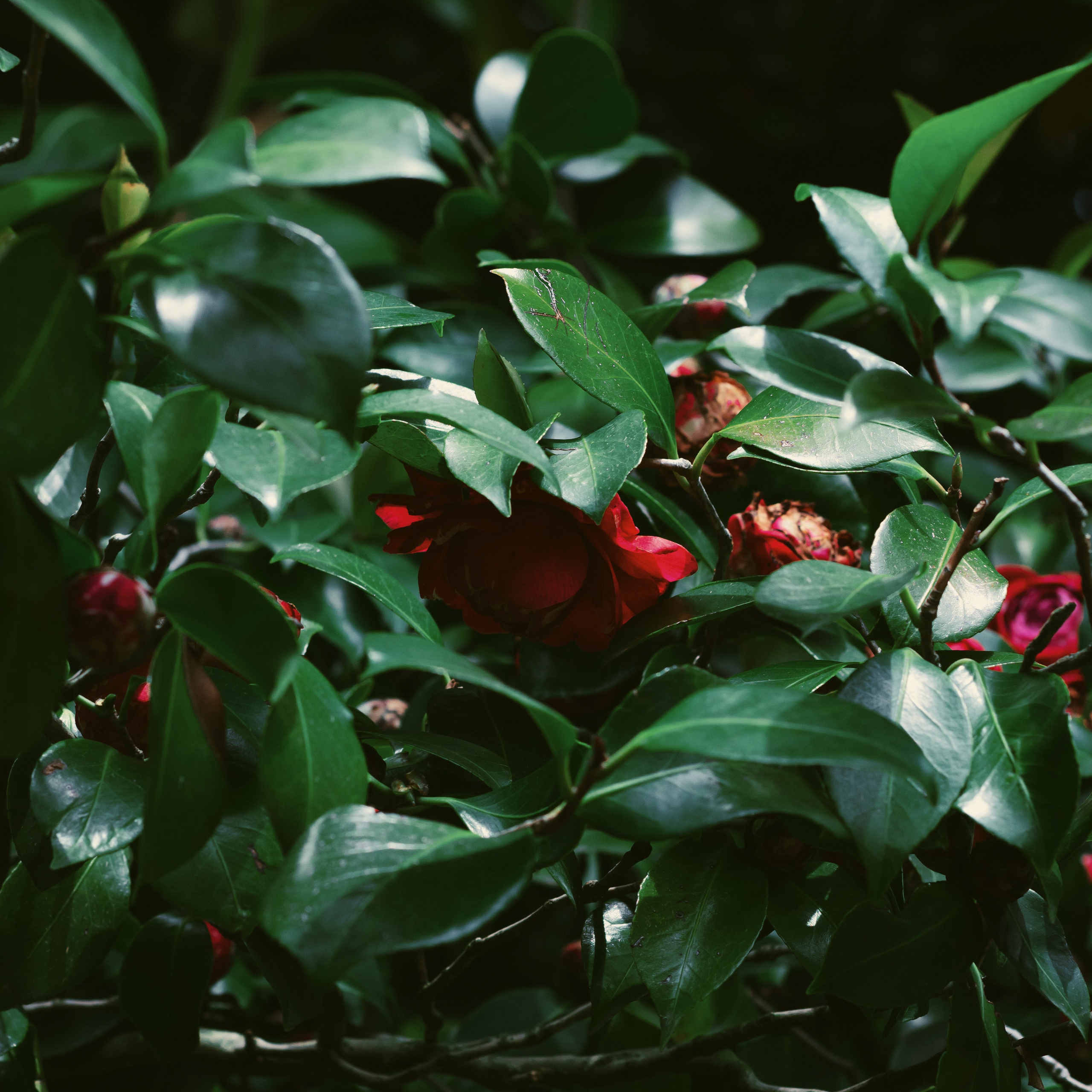 Услуги / Price-list. Фотограф в Минске Alex Squire