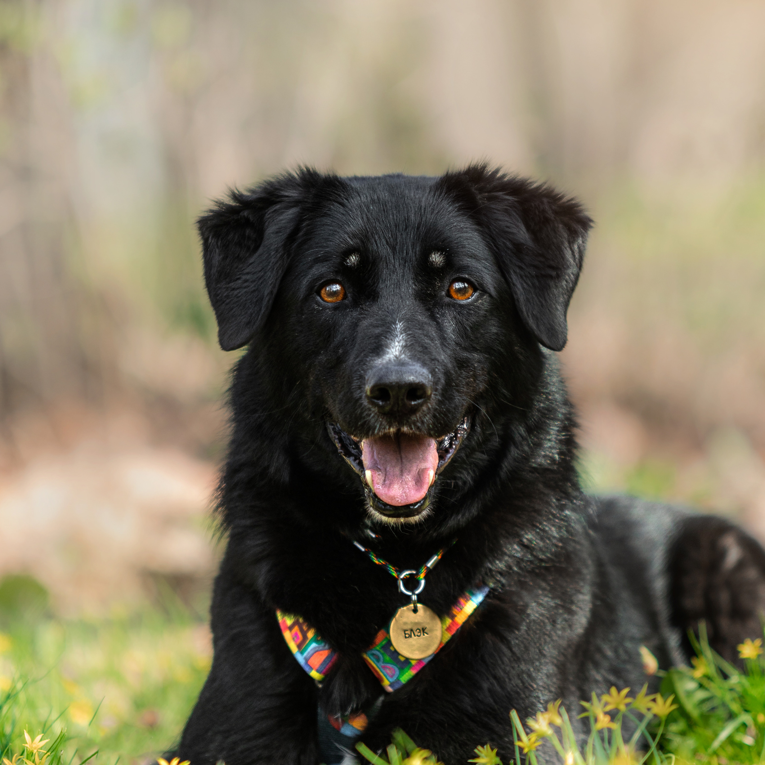 Семейный фотограф животных, анималист в Москве Екатерина Киреева
