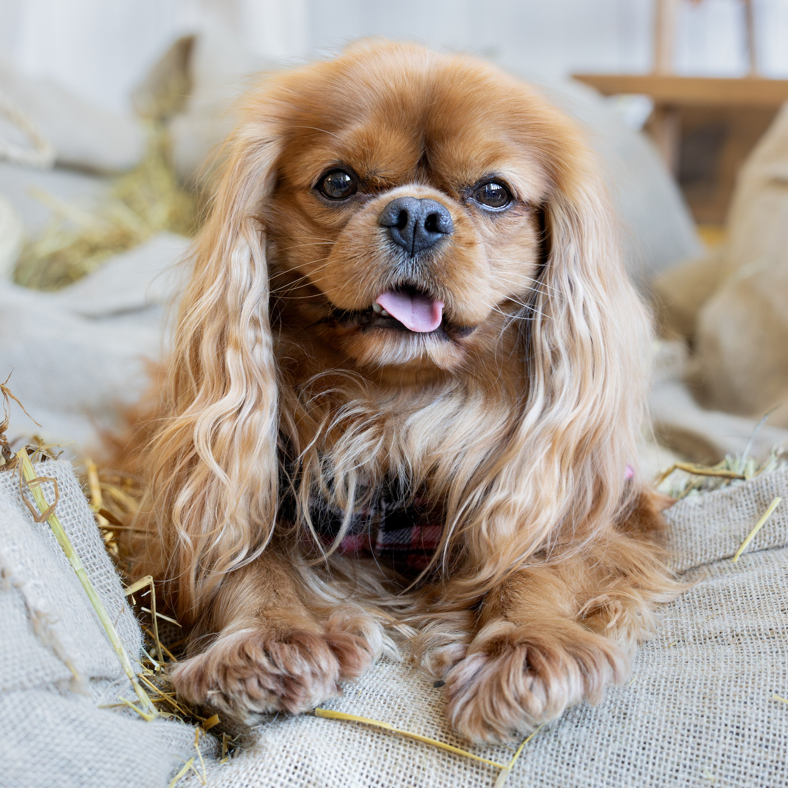 Портретная и семейная съемка. Фотограф анималист
