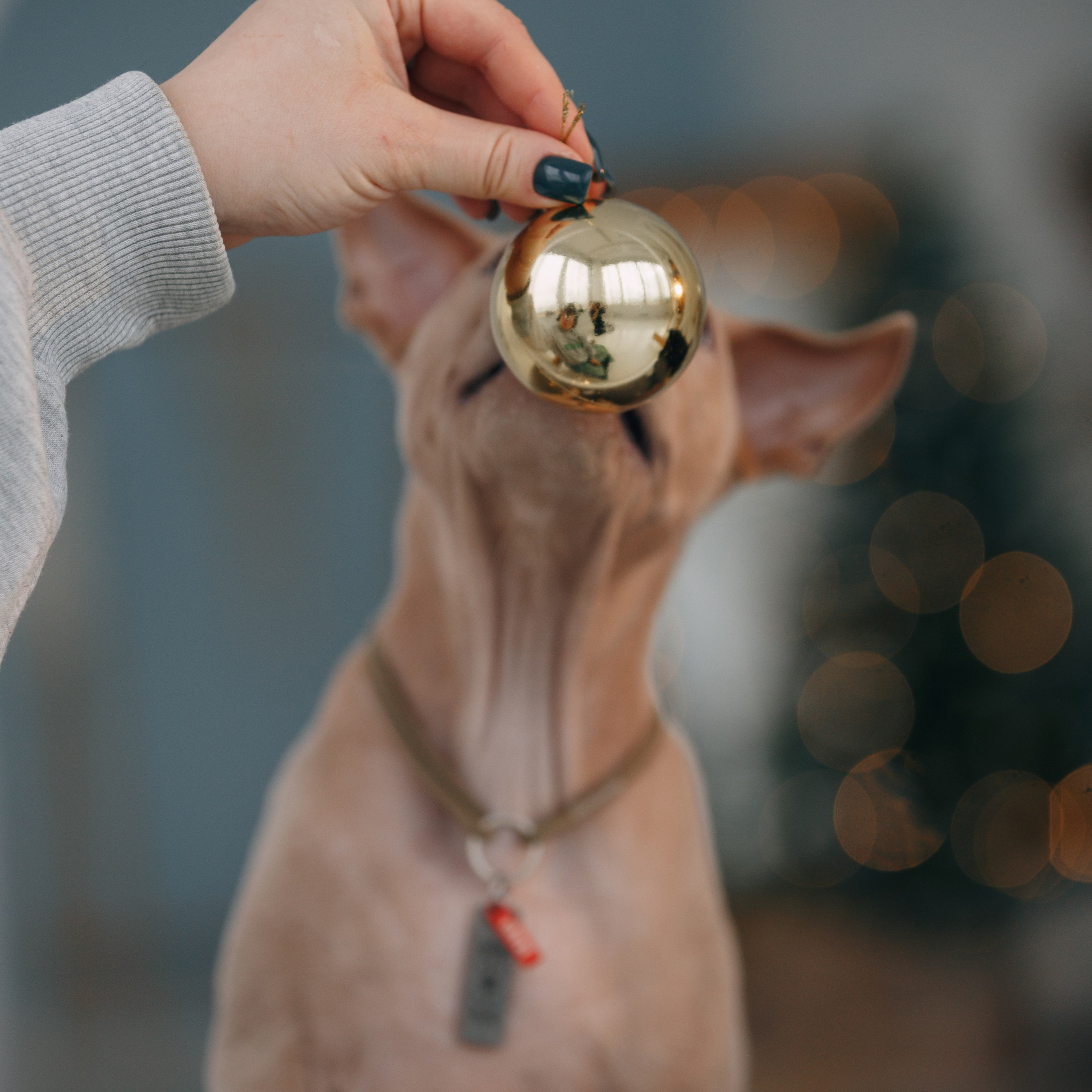 Стоимость. Фотограф анималист Кристина Карпова, Москва