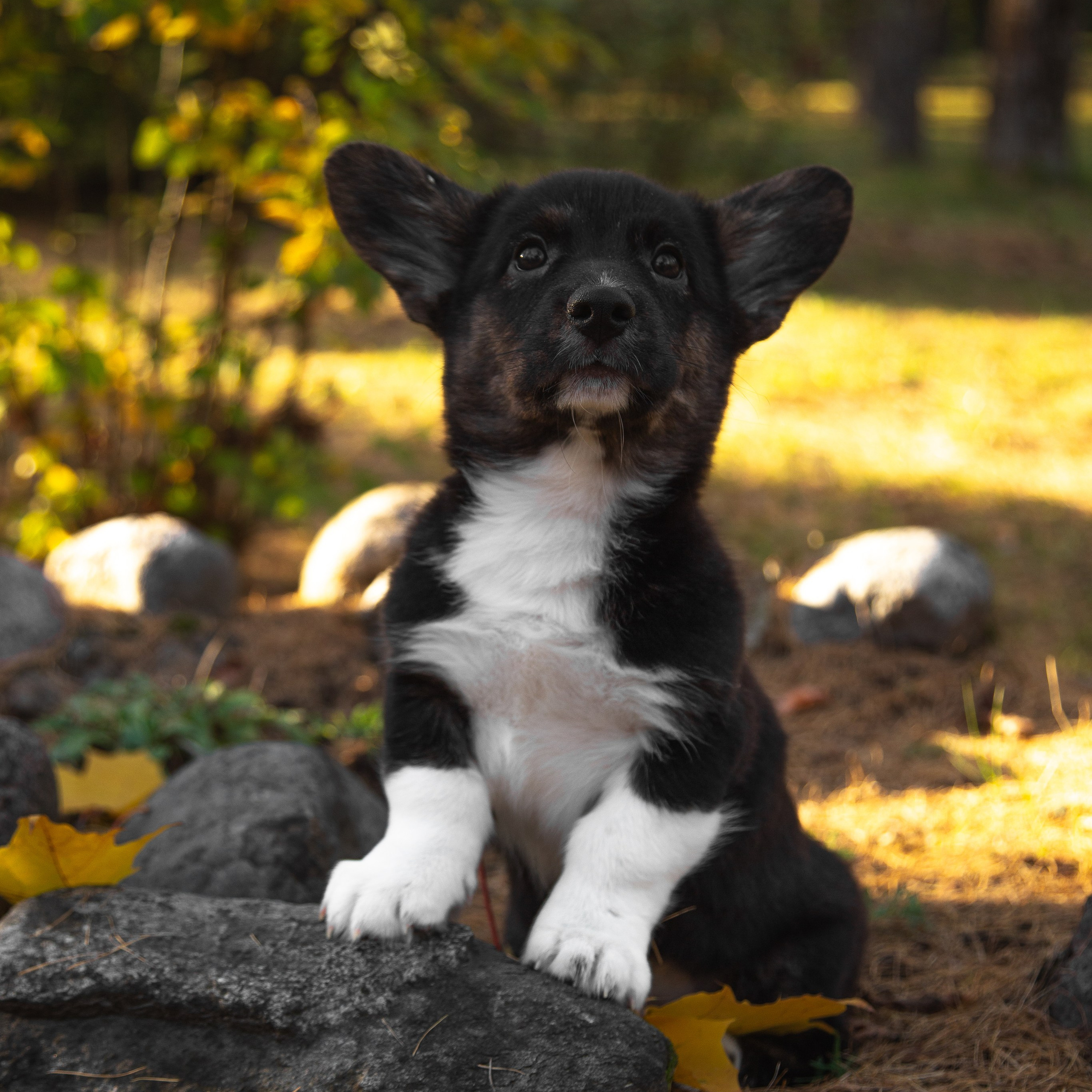 Услуги. ГЛАЗА РАЗБЕГАЮТСЯ