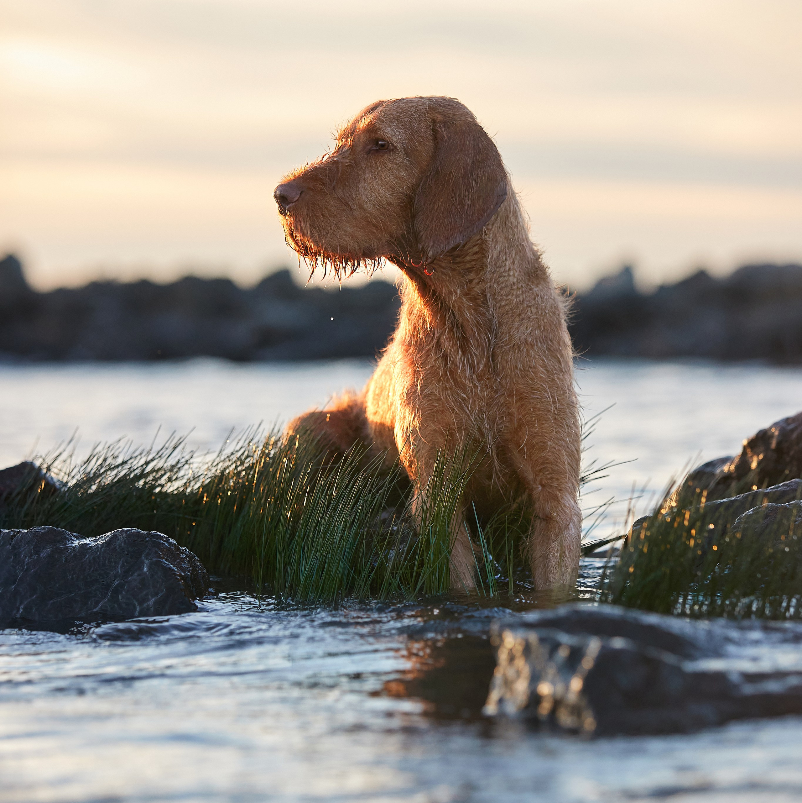 УСЛУГИ. ФОТОГРАФ-АНИМАЛИСТ l LANA POLYAKOVA