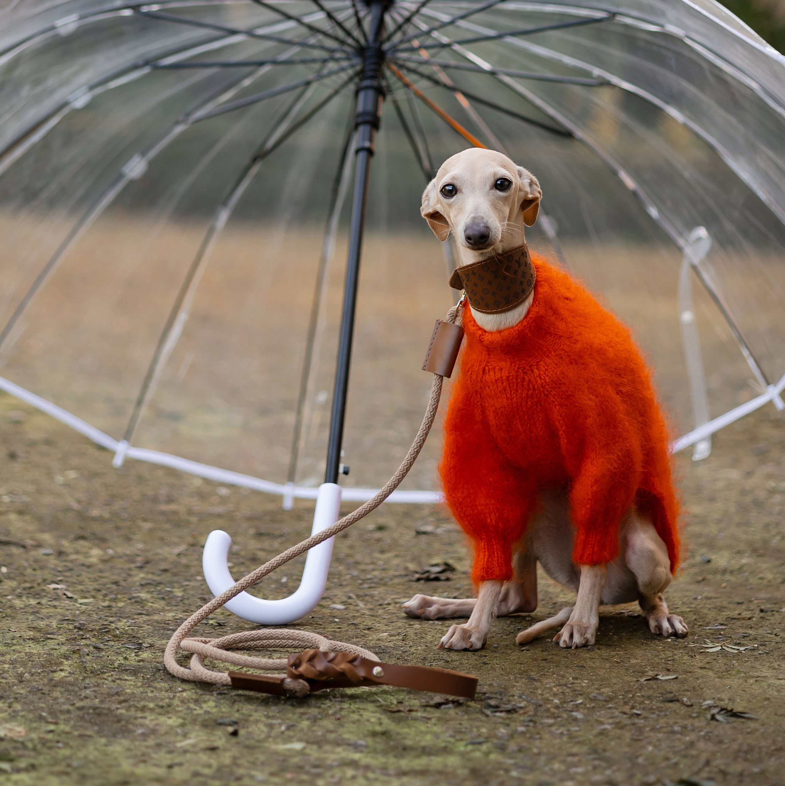 Проверенные зоотовары для левреток от питомника Asti Sapphire. Профессиональный питомник левреток РКФ/FCI ASTI SAPPHIRE 💎 Сочи|Санкт-Петербург