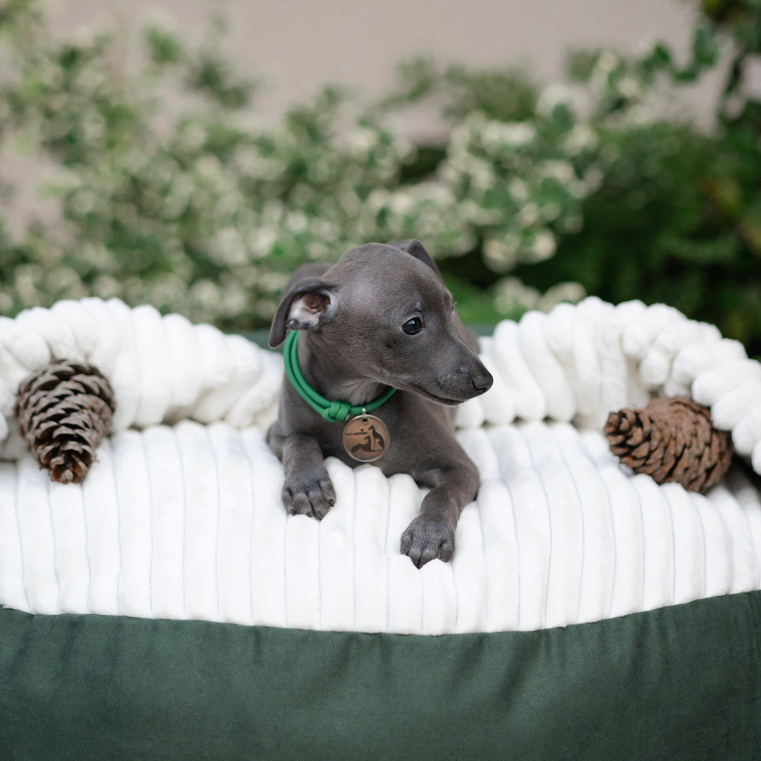 Сон и отдых. Профессиональный питомник левреток РКФ/FCI ASTI SAPPHIRE 💎 Сочи|Санкт-Петербург