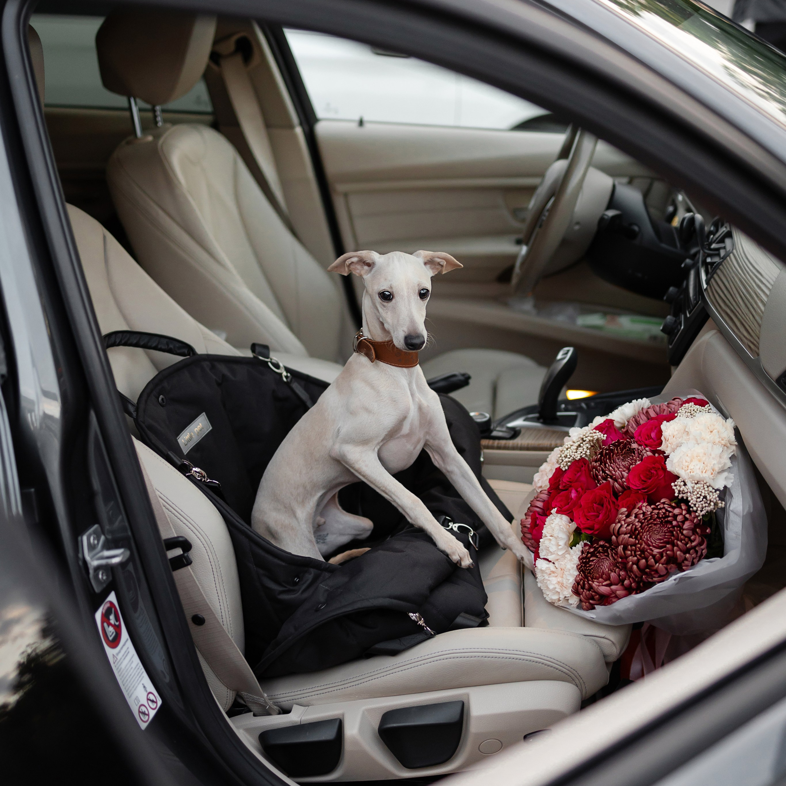 Путешествия. Профессиональный питомник левреток РКФ/FCI ASTI SAPPHIRE 💎 Сочи|Санкт-Петербург