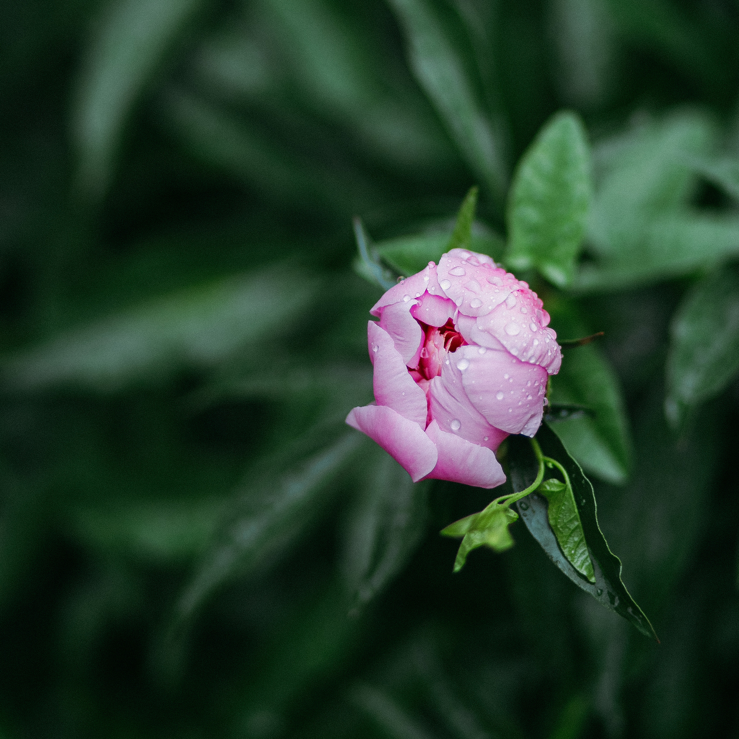 Прайс. Фотограф в  г. Новосибирск