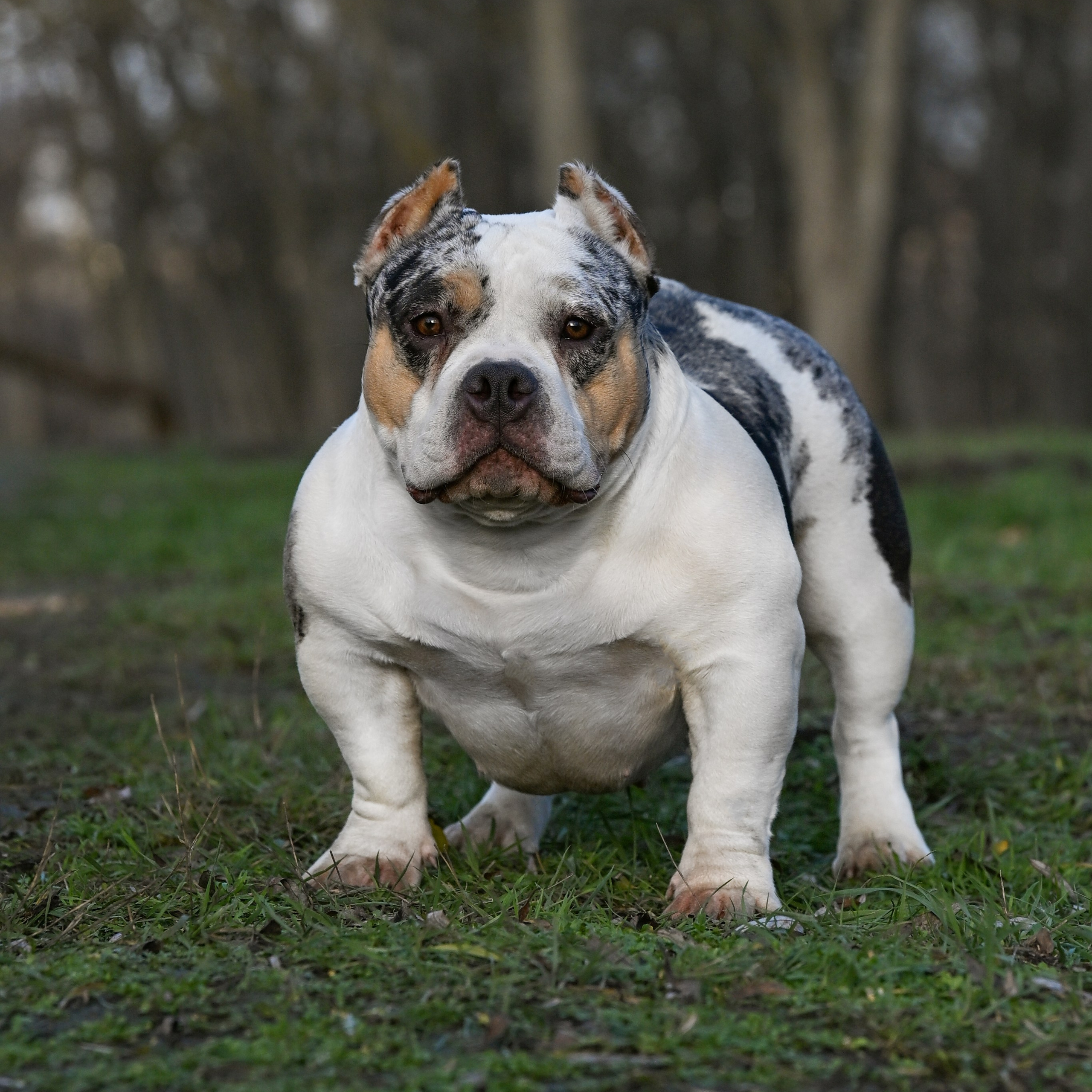 Познакомьтесь с нашими собаками. Американский Булли в г. Ростов-на-Дону. Питомник THE POWER OF SIBERIA