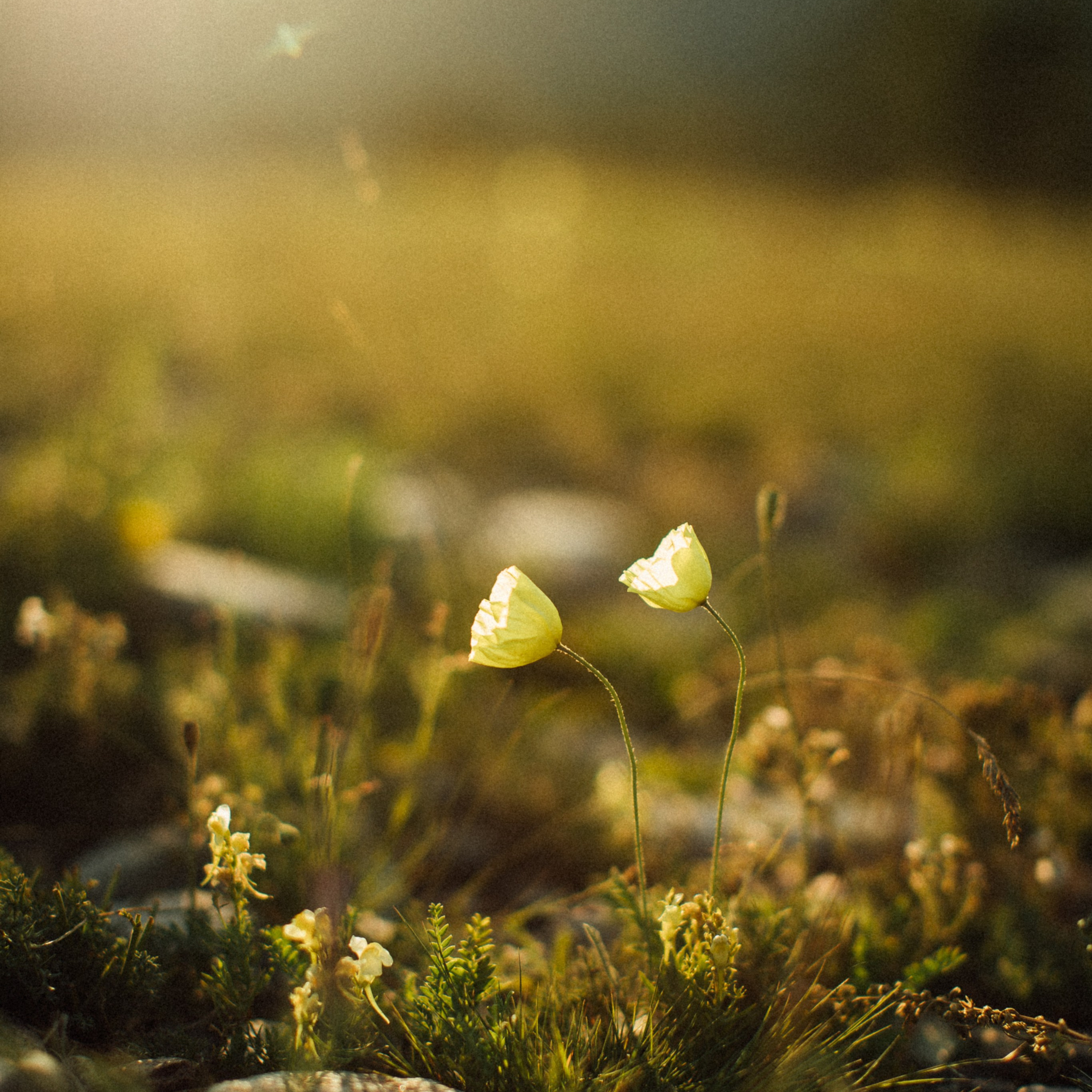 Baikal. Olga Alice Pro Photo