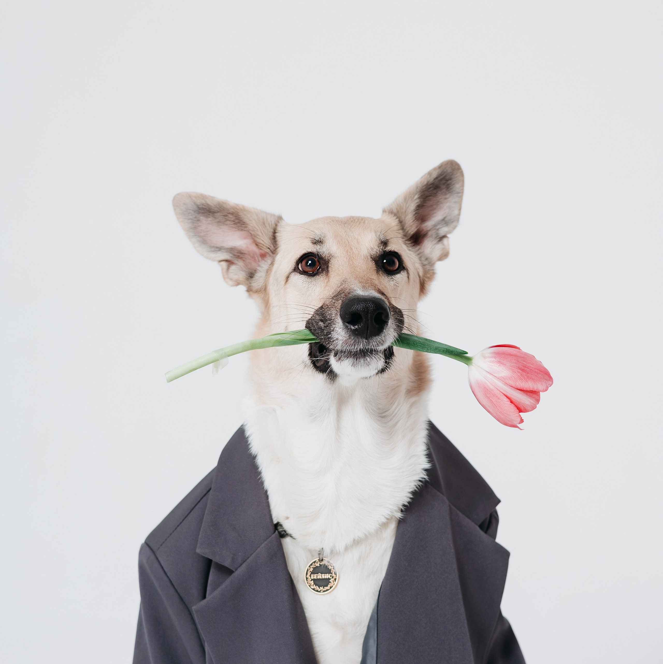 Услуги. Фотограф — анималист Владивосток, Алина