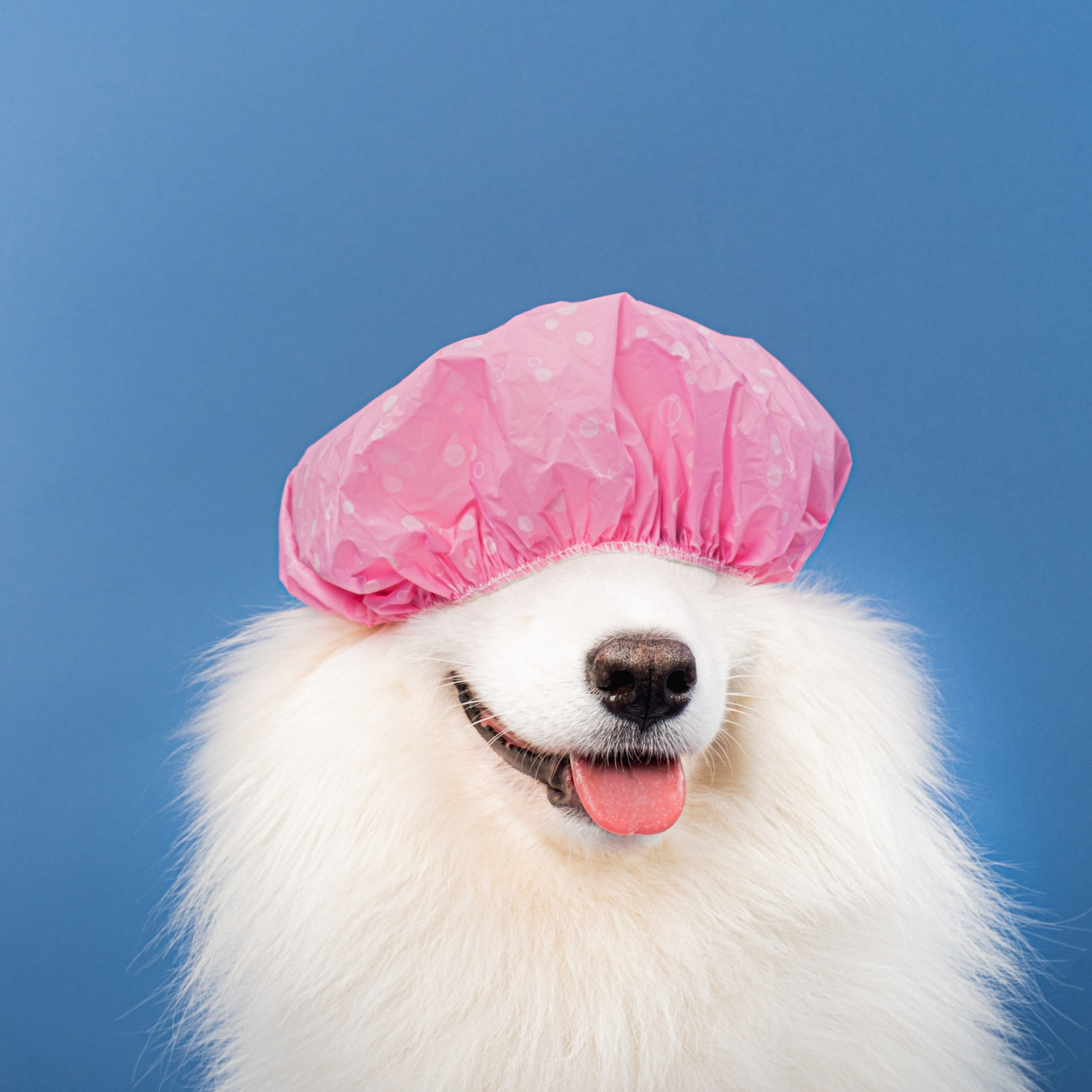 Семейный фотограф и анималист в Москве Анна Иванова