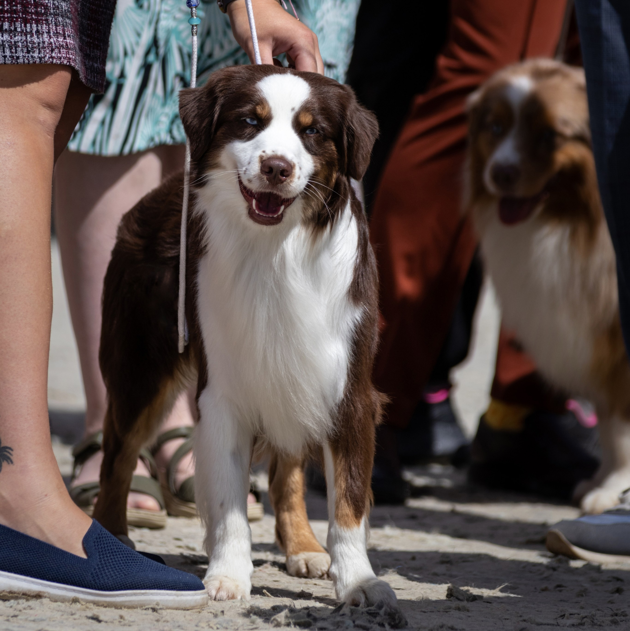 Услуги. Фотограф — анималист в Москве и области Ольга Петракова