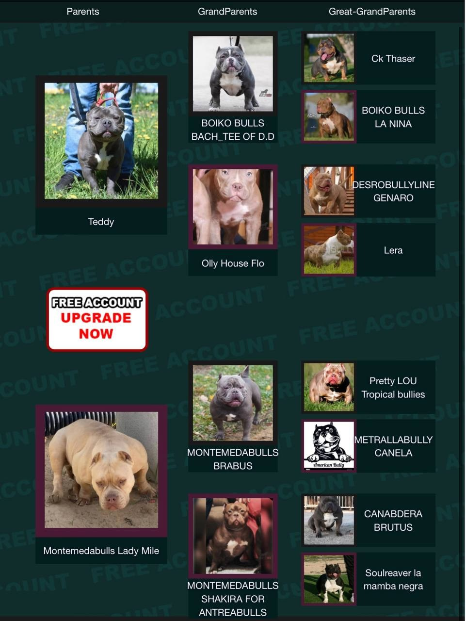 Родословная Мышка. Питомник американских булли Bounty Pride Bully