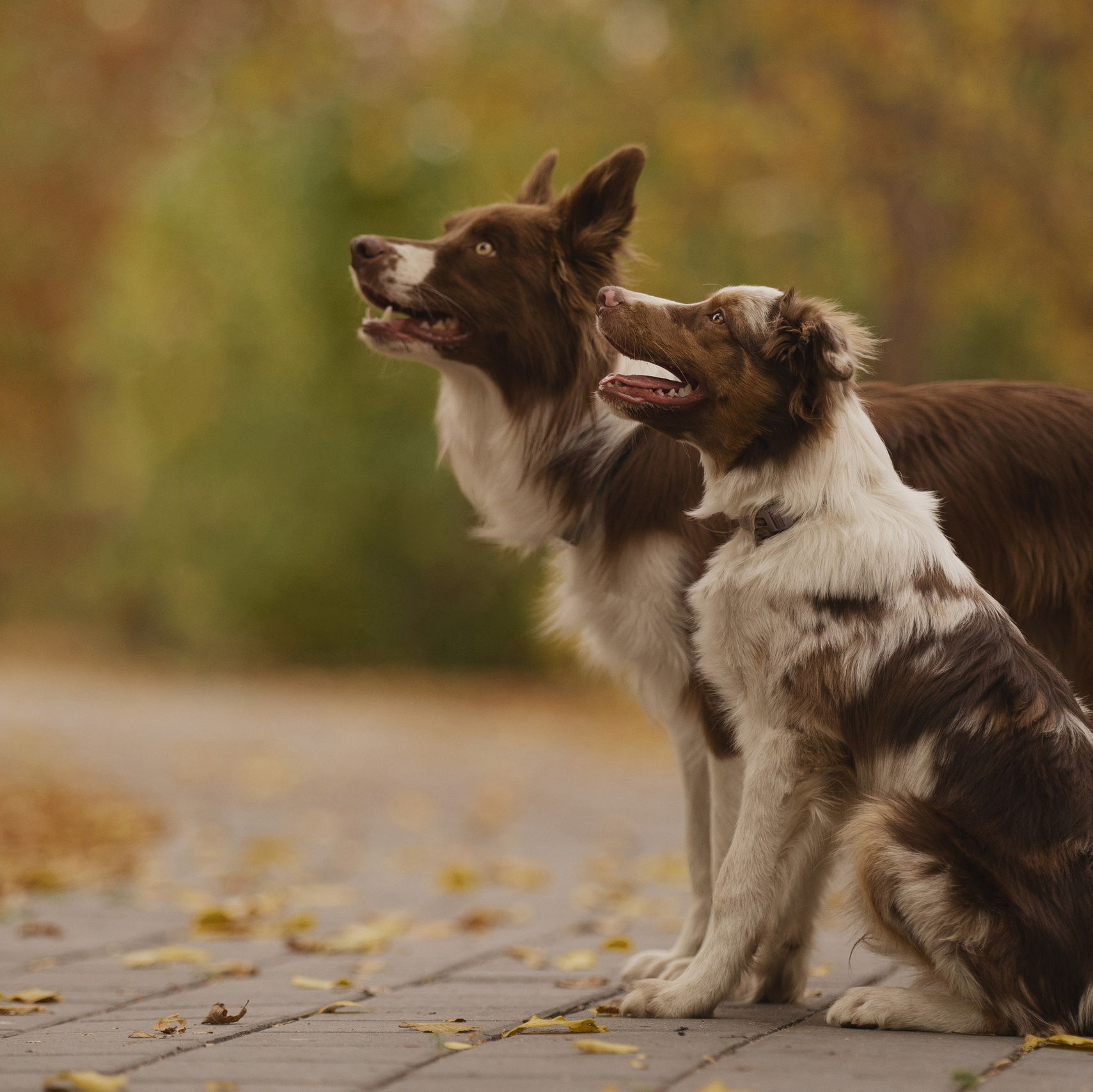 Услуги. Kameramotor74