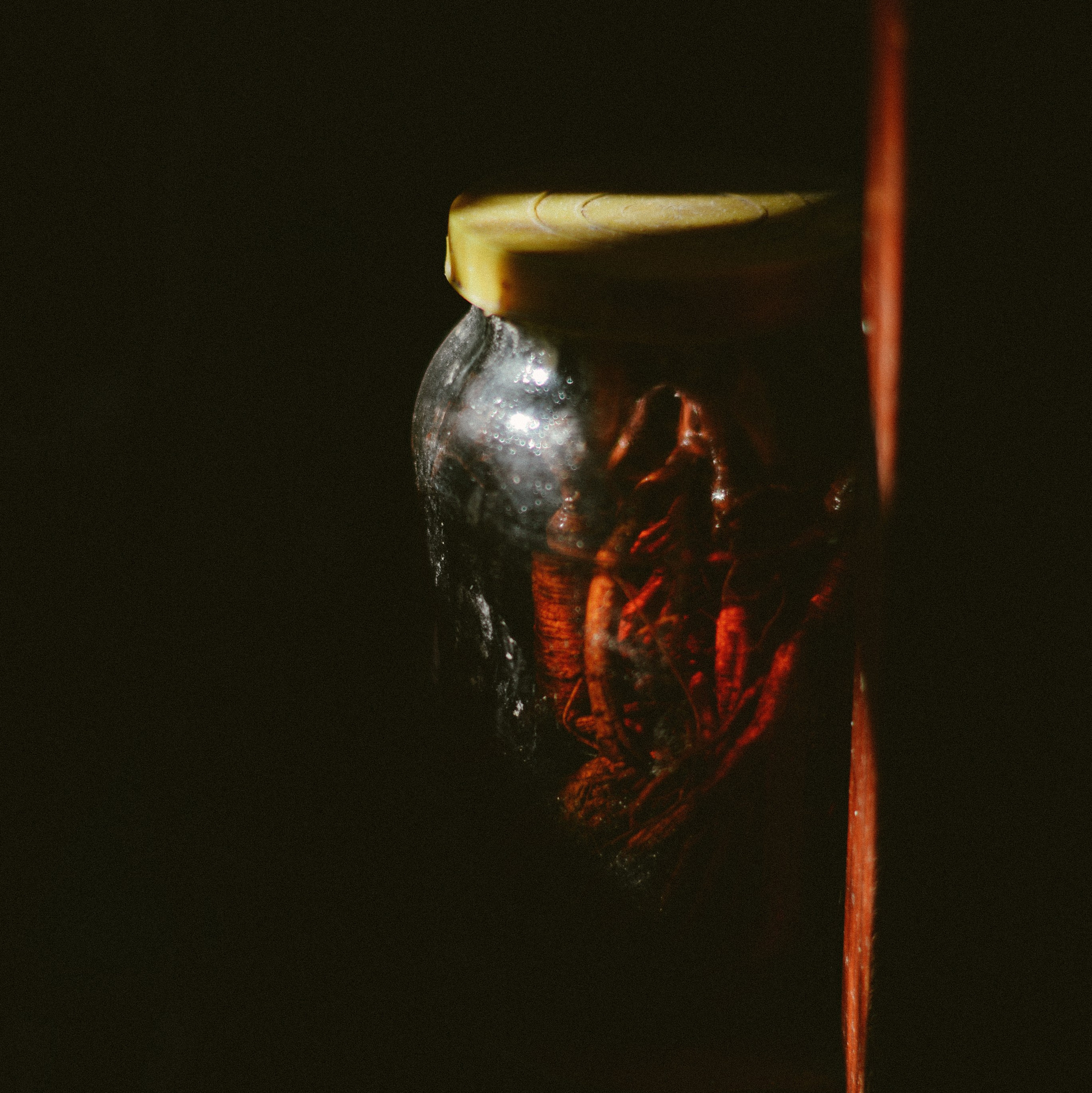 Истории. Дарья Пянзина | фотограф |междисциплинарная художница