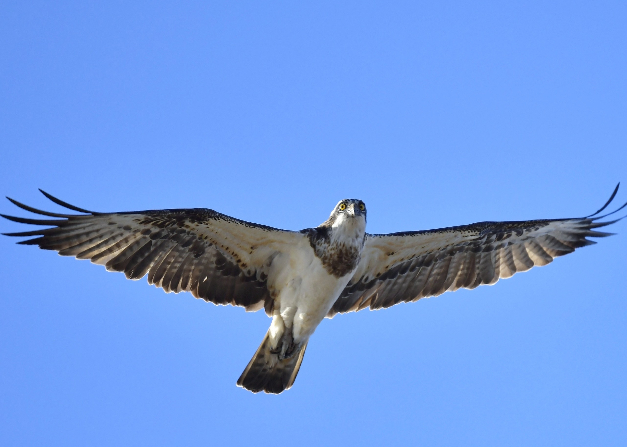 Фотоохота. Фотографии Лены Соколовой