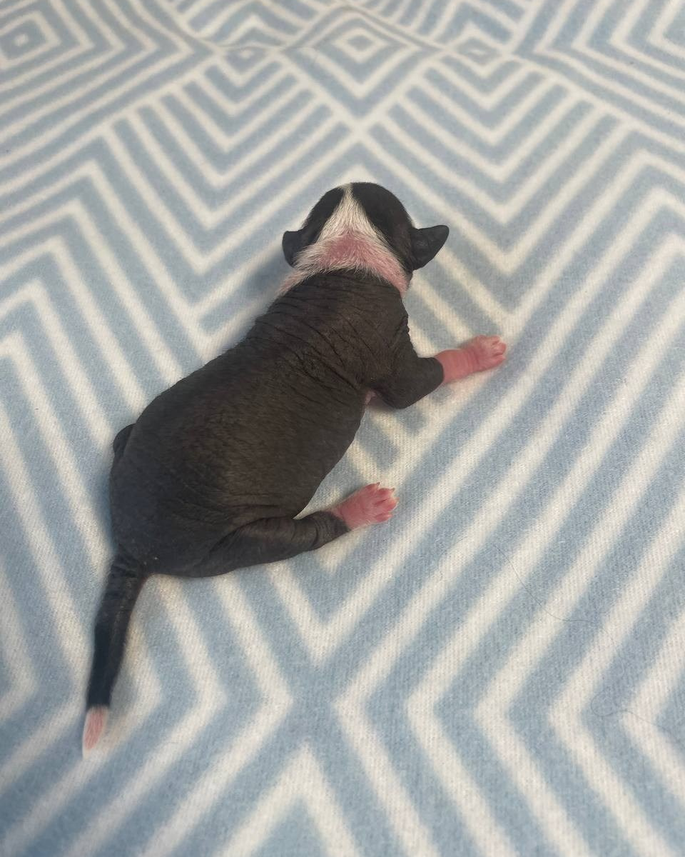 Chinese Crested Dog Kennel Poale Ell