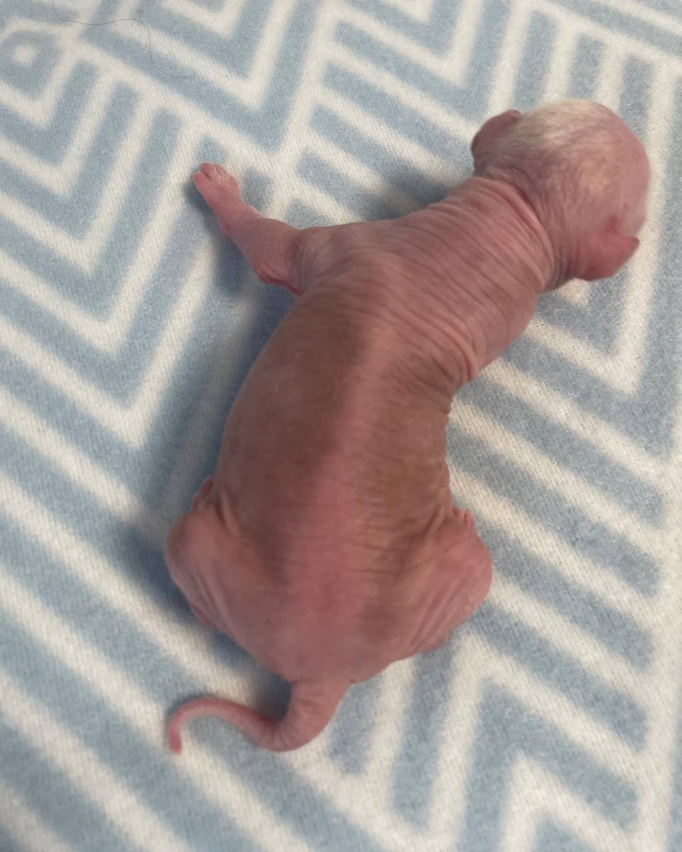 Chinese Crested Dog Kennel Poale Ell