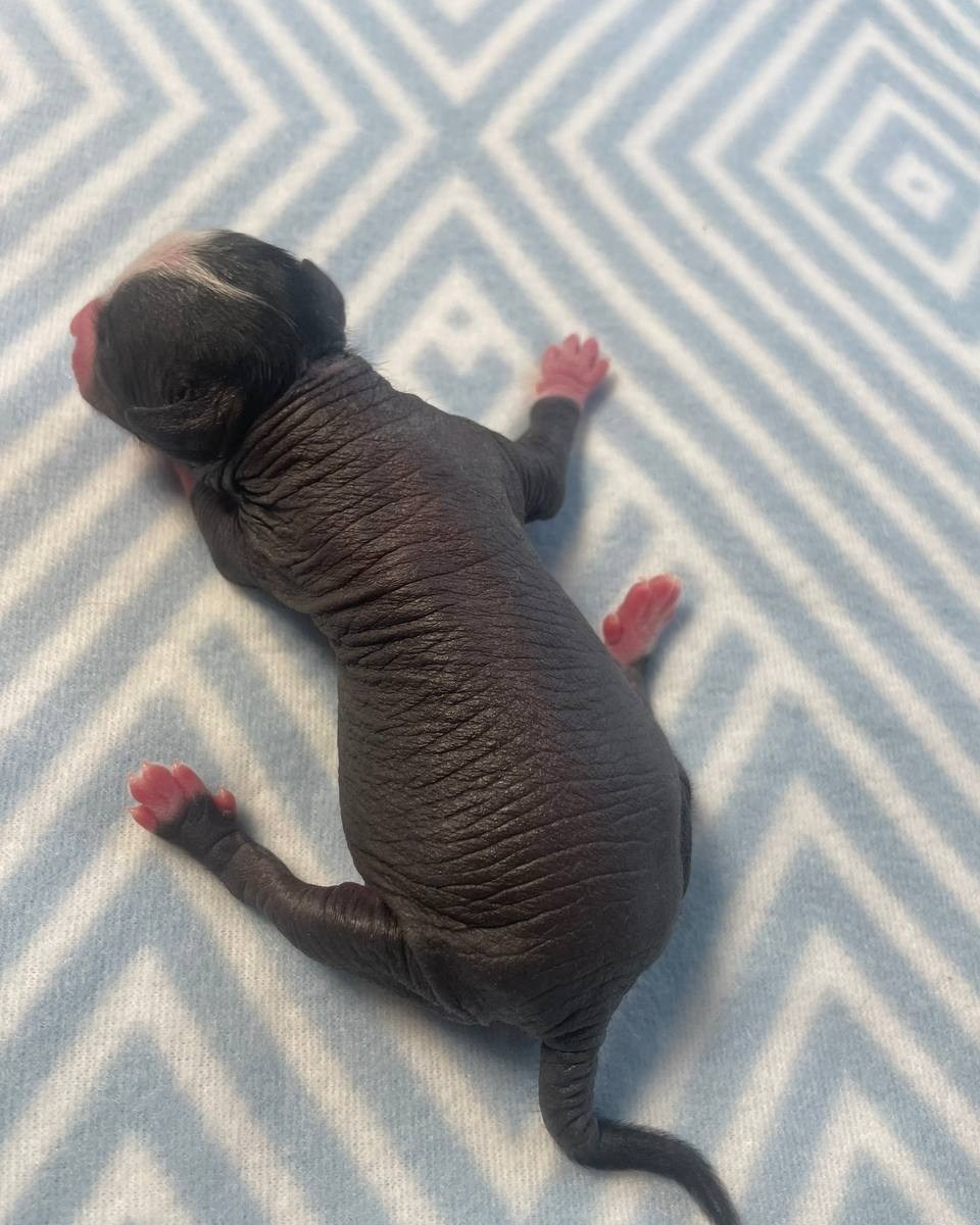 Chinese Crested Dog Kennel Poale Ell