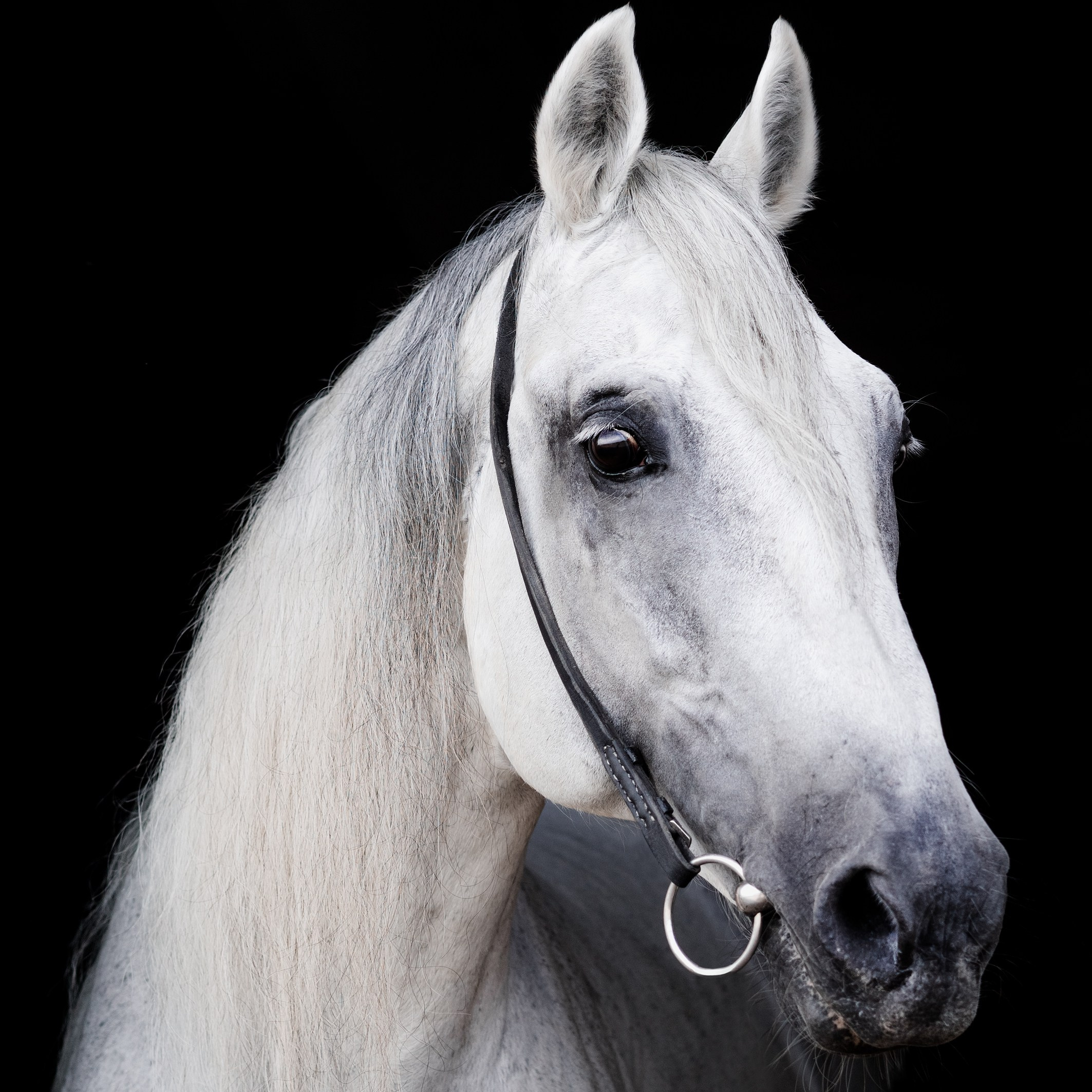 Услуги. Saamill