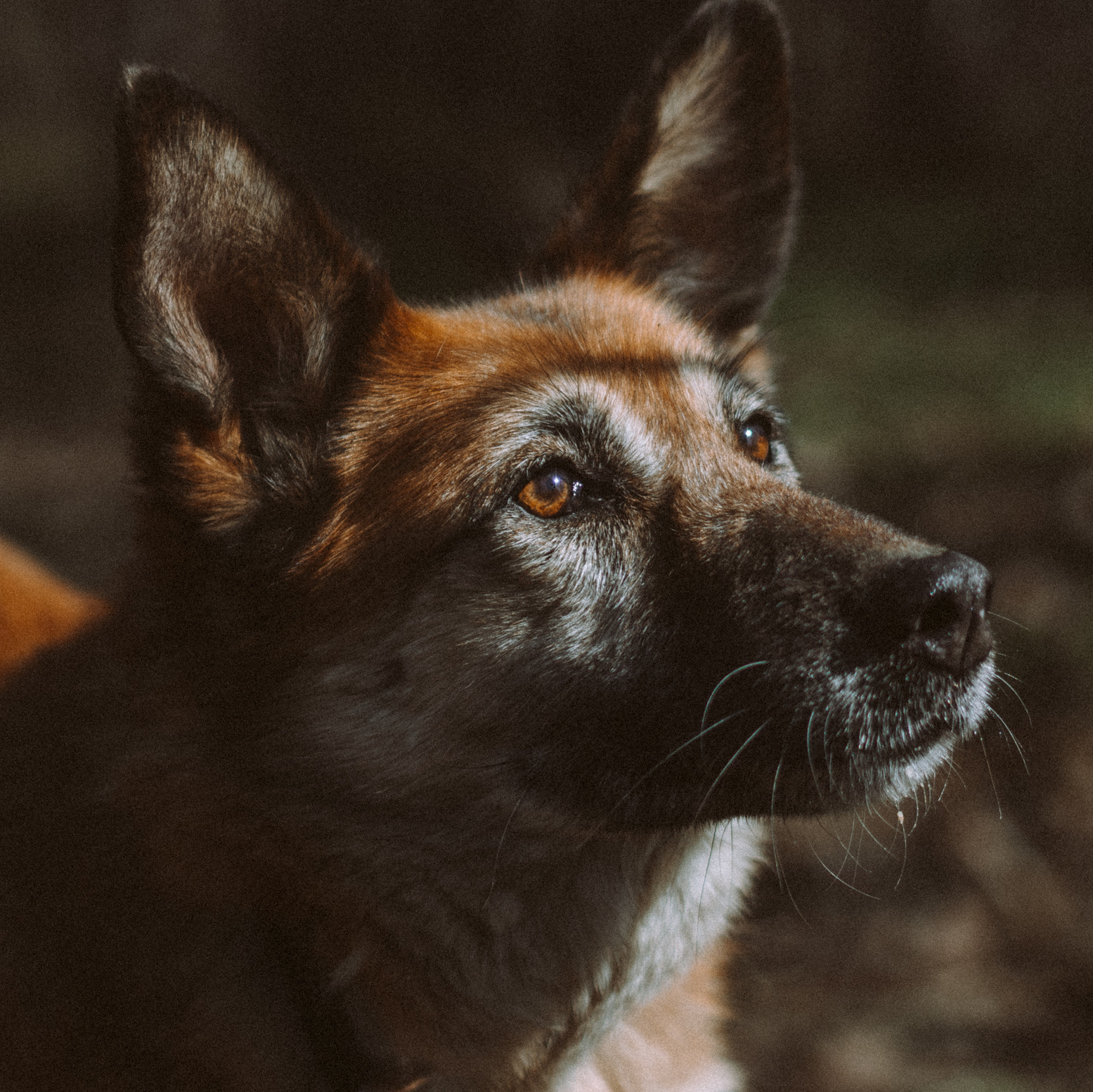 Собака из приюта. Семейный фотограф на крещение Кристина Фриденберга, Москва
