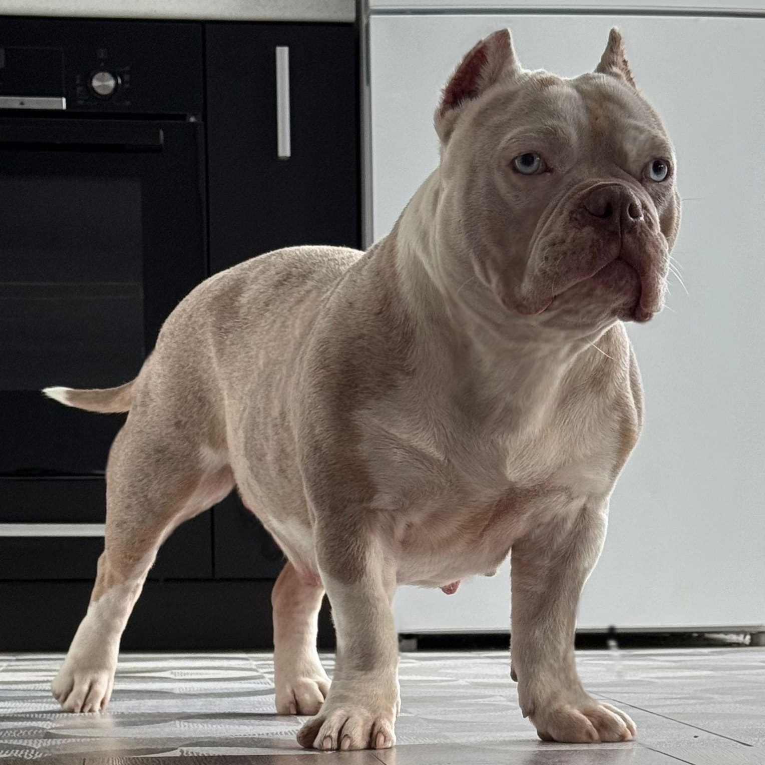 Вениамина - американский булли покет