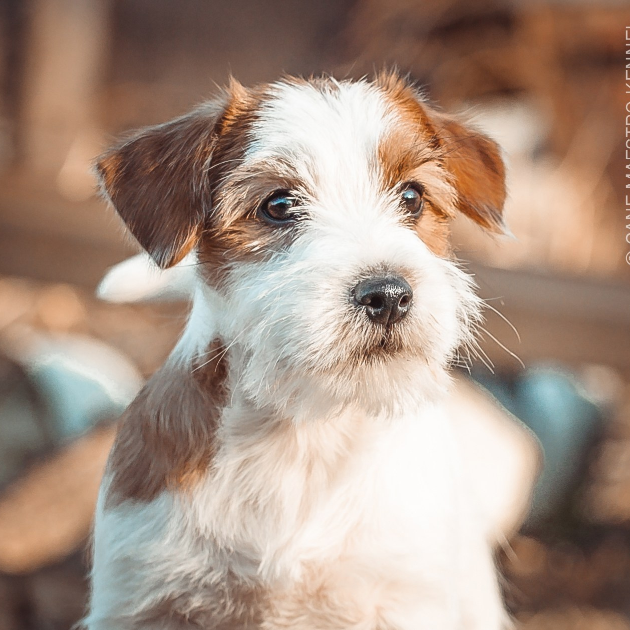 Джек рассел терьер жесткошерстный окрас классическая маска.