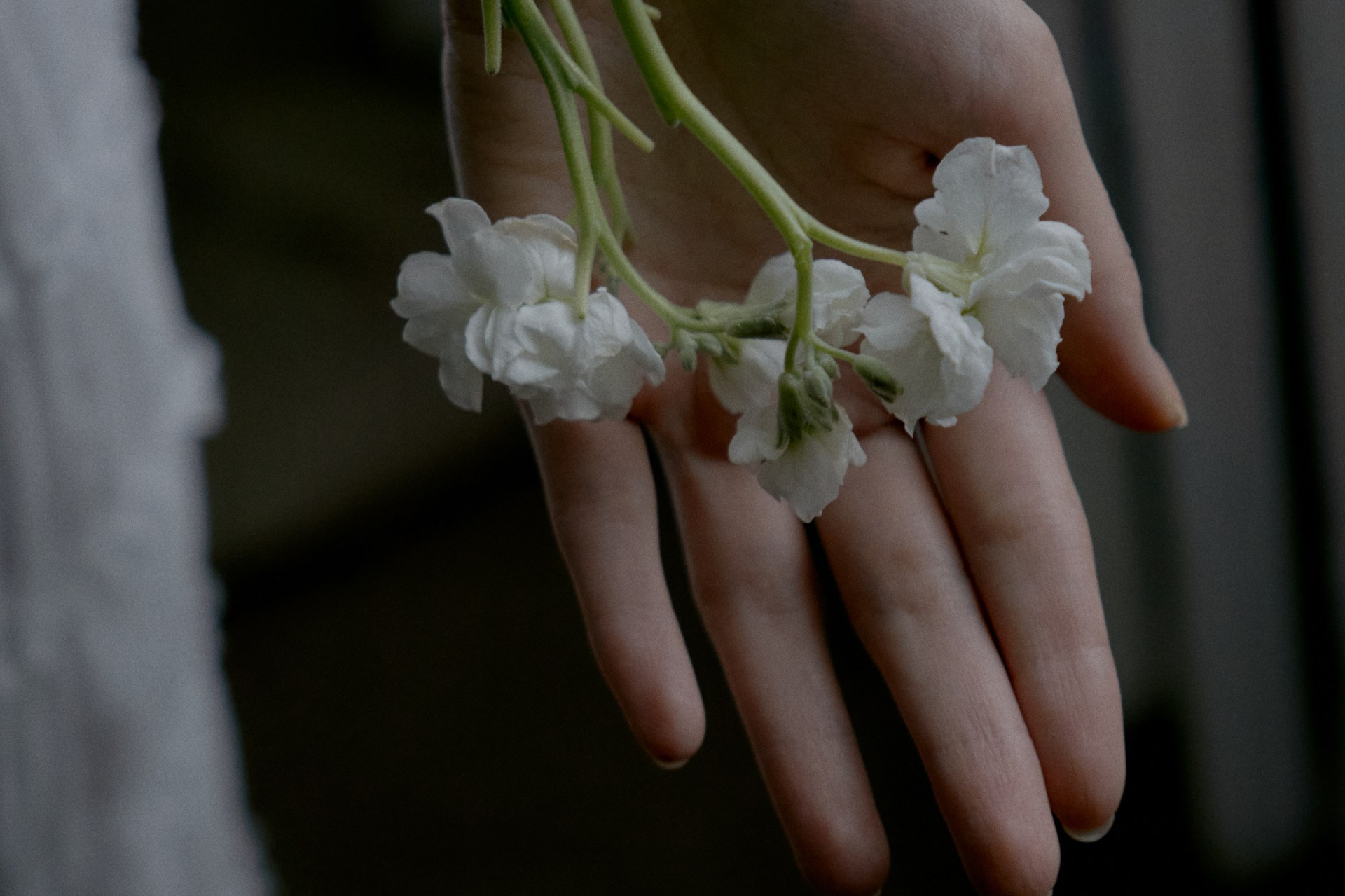 Стоимость услуг. Vokueva's-footage