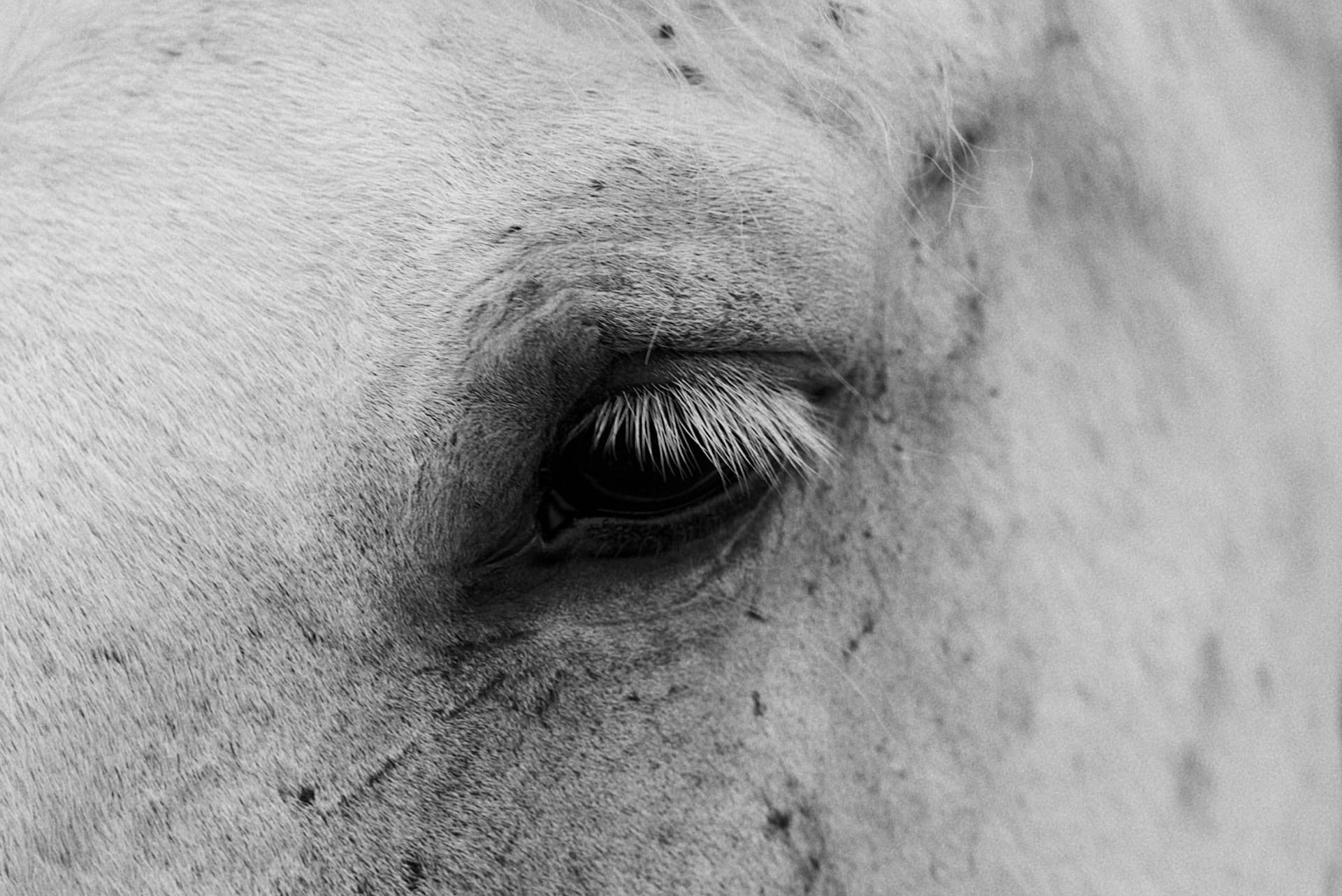 Принты. Gallery Schwarz. Фотография, принты, съёмки в Петербурге и Москве