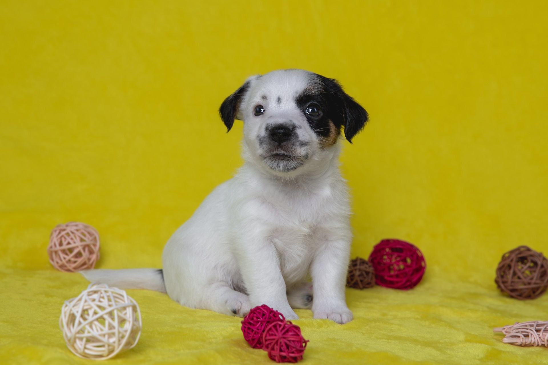 LITTER «B» 03.10.2025. Lovely-Orange питомник джек рассел терьеров