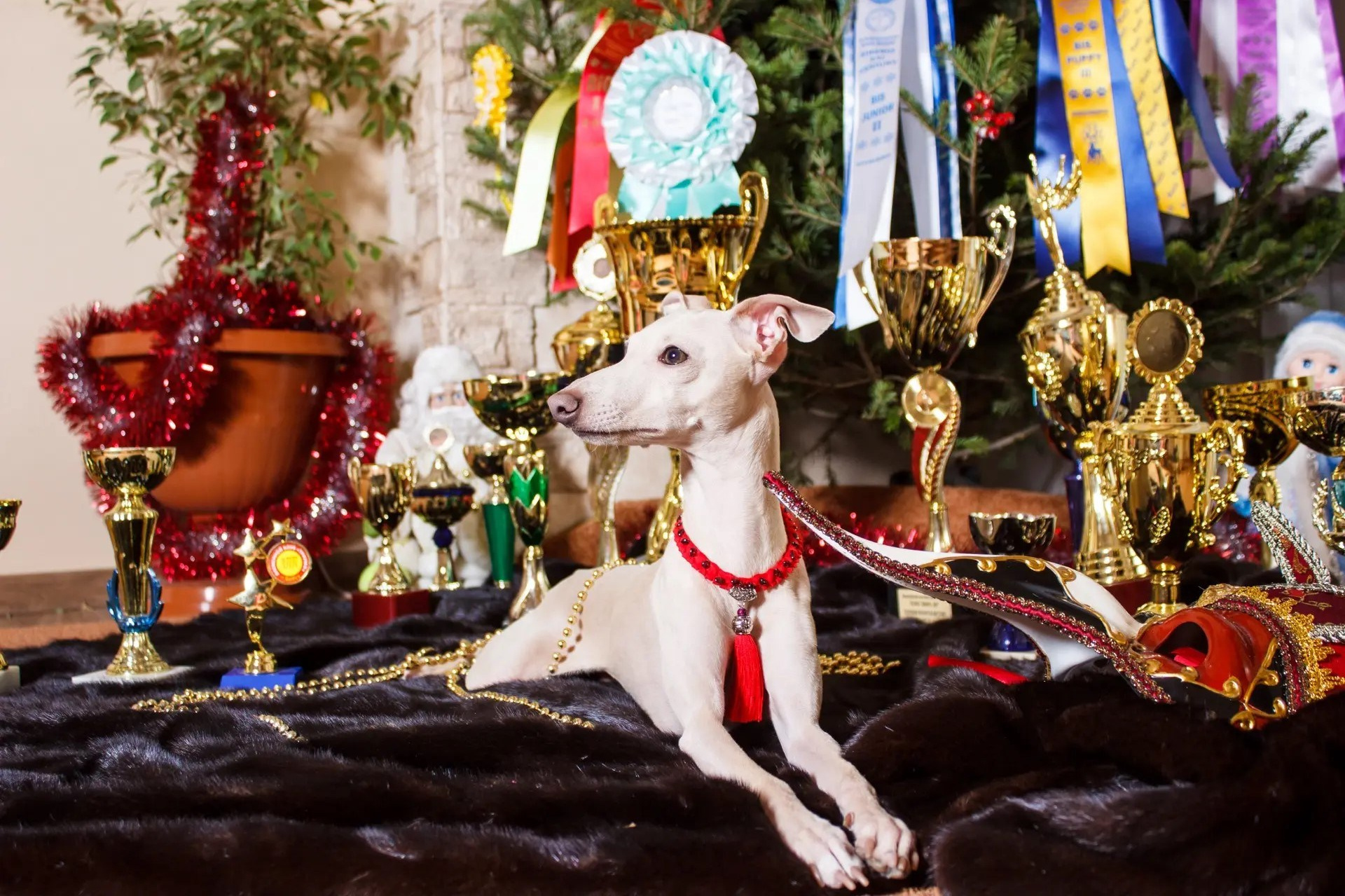 Тесты из Америки наших выпускников. Professional Italian Greyhound Kennel RKF/FCI ASTI SAPPHIRE 💎 Sochi|St. Petersburg