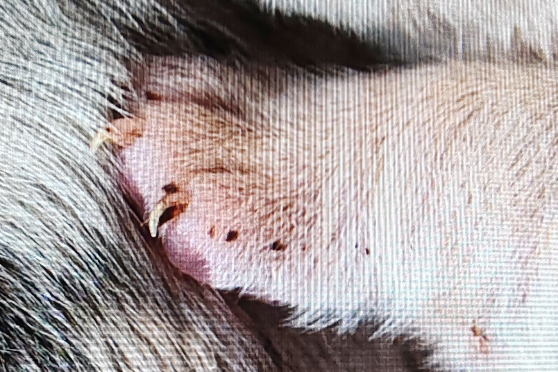 Фотосессия новорожденных щенков. Фотограф собак в Москве и Московской области Иванушкина Мария