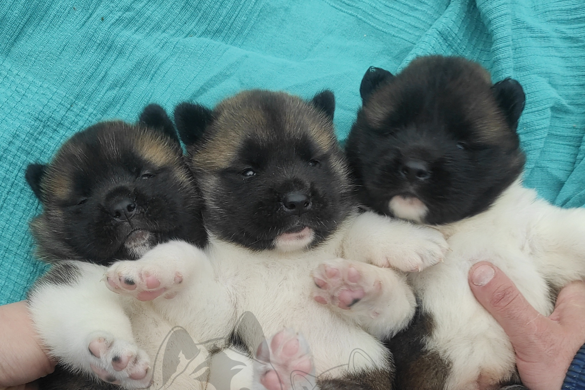 ПОМЕТЫ американских акит. AMERICAN AKITA RUBYLIGHT KENNEL I SHIBA-INU