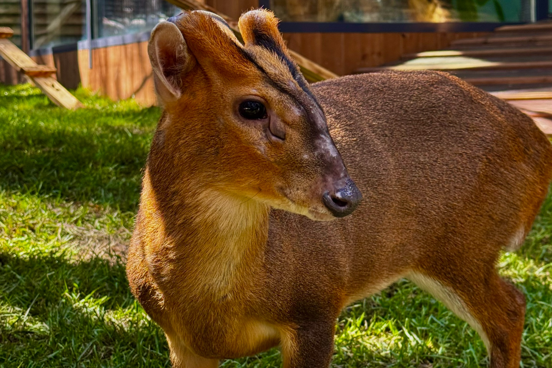 НАШИ МАЛЫШИ. Lesnaya bratva