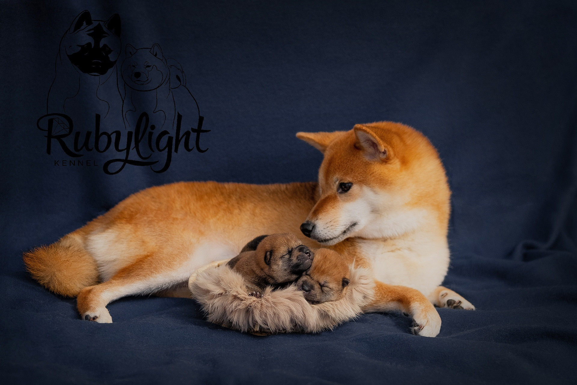 ПОМЕТЫ Сиба. AMERICAN AKITA RUBYLIGHT KENNEL I SHIBA-INU