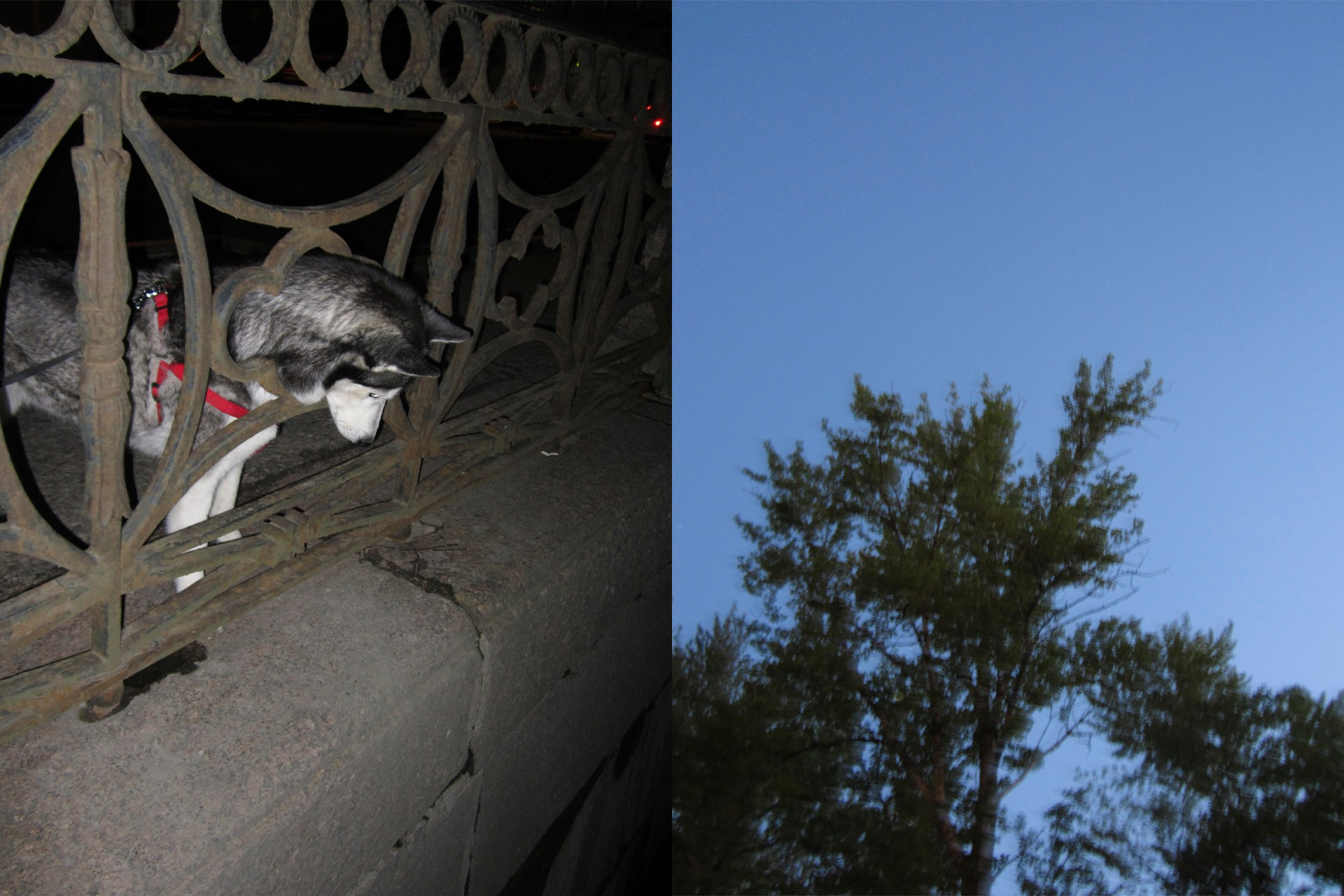 Хаски у Новой Голландии, Крюков канал бобр, фотограф Адигамова Юлия MEEUW
