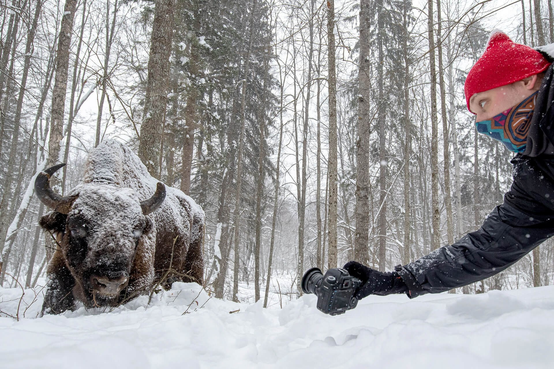 Фототур по съемке зубров в заповеднике “Калужские Засеки”