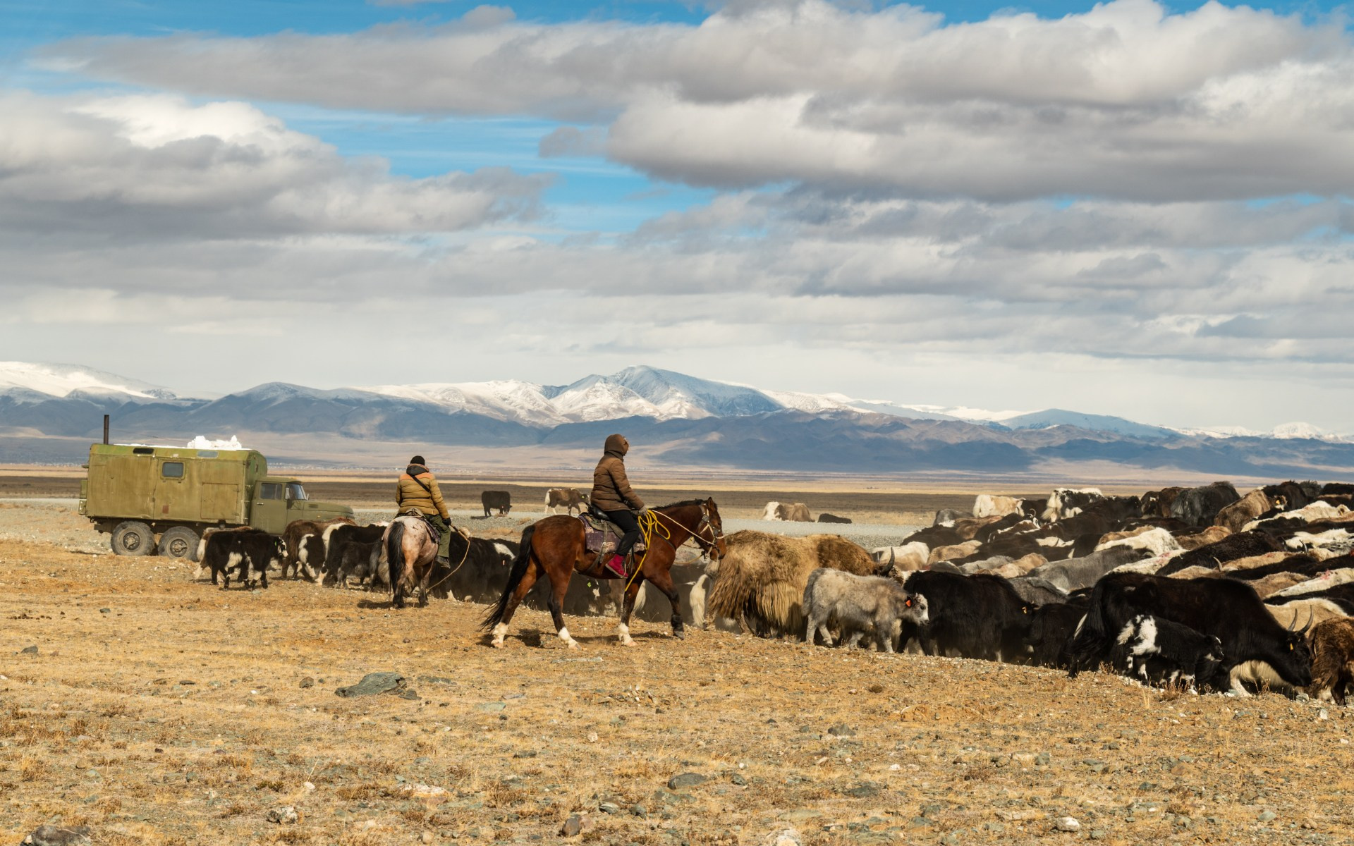 Немного о скотоводстве на Алтае. Профессиональный пейзажный фотограф Алёна Рубан