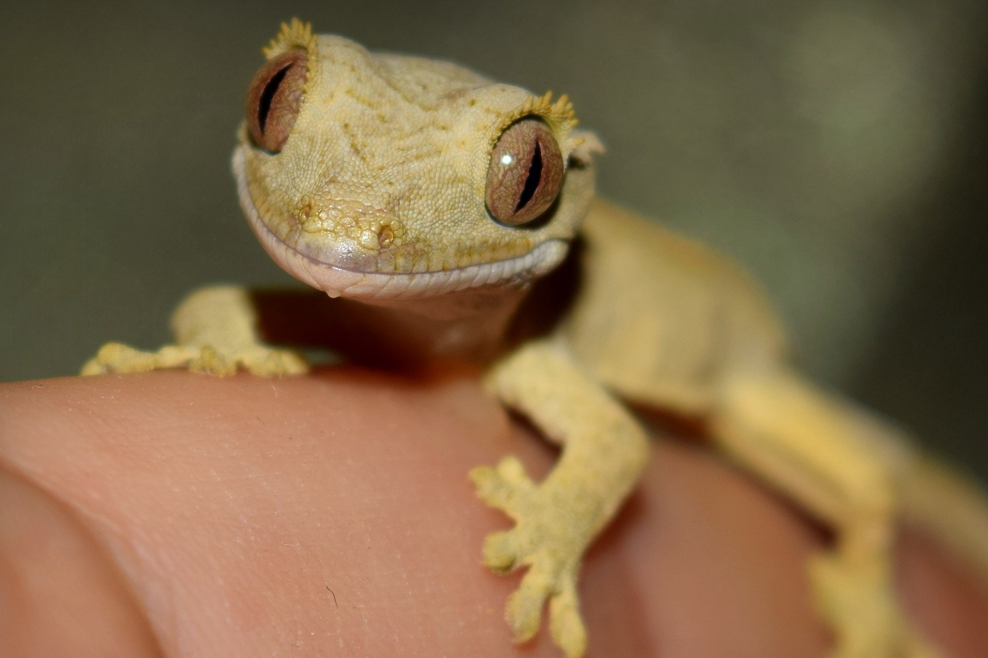 НАШИ МАЛЫШИ. Lesnaya bratva