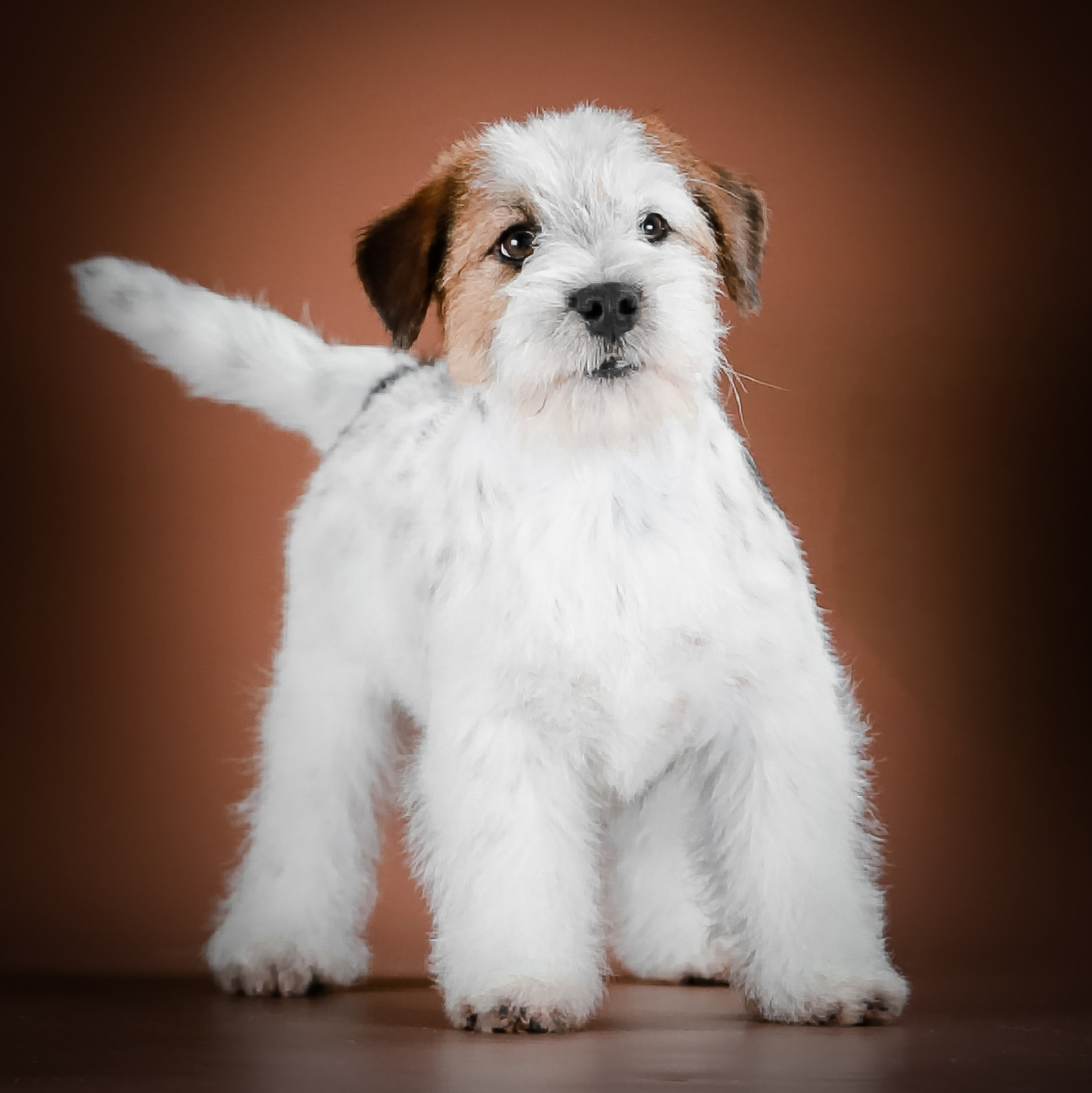 Страница помета жесткошерстных щенков джек рассел терьера. КАНЕ МАЭСТРО — питомник Джек рассел терьеров