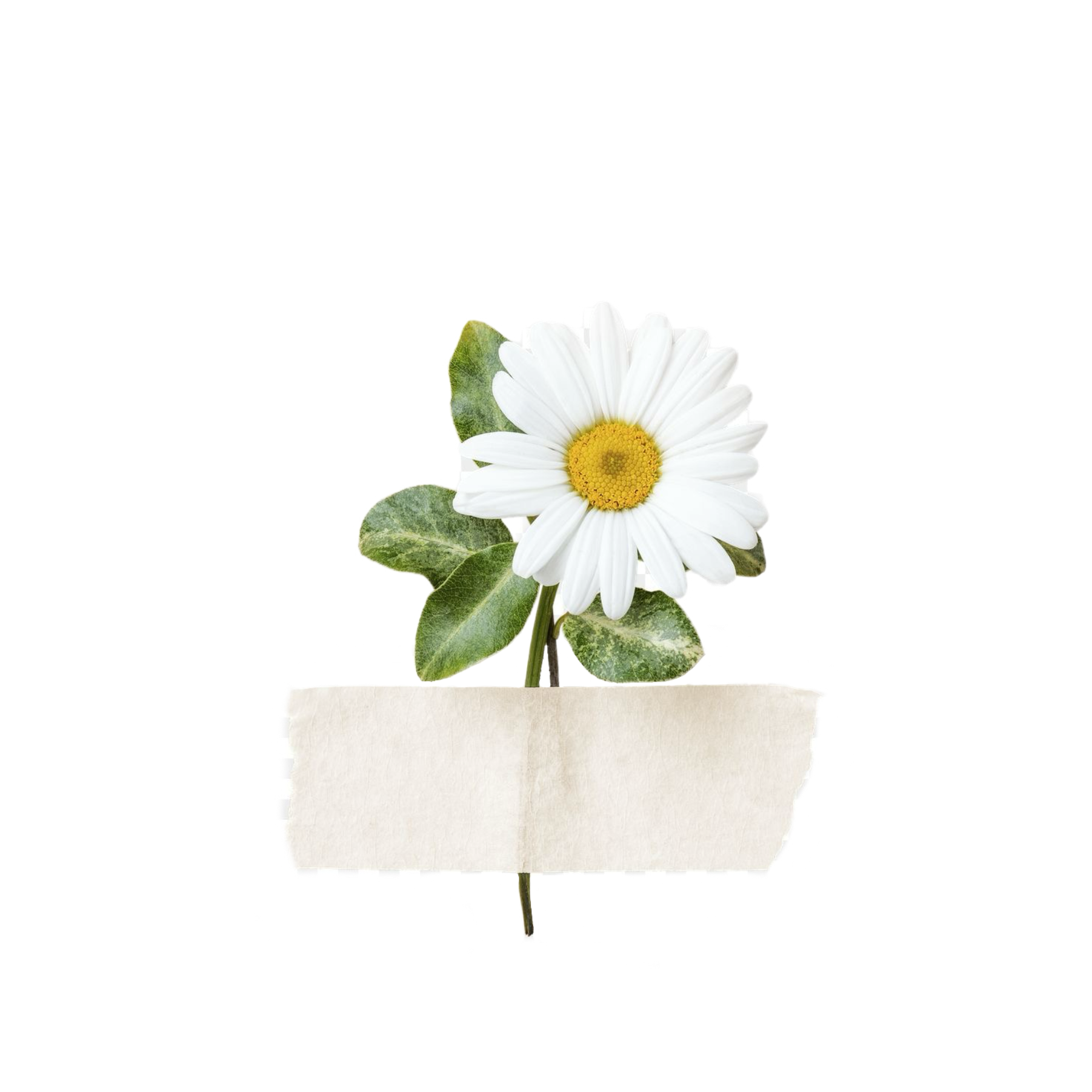 Услуги. Натали Маглер женский фотограф в Сочи | Адлер | Красная Поляна