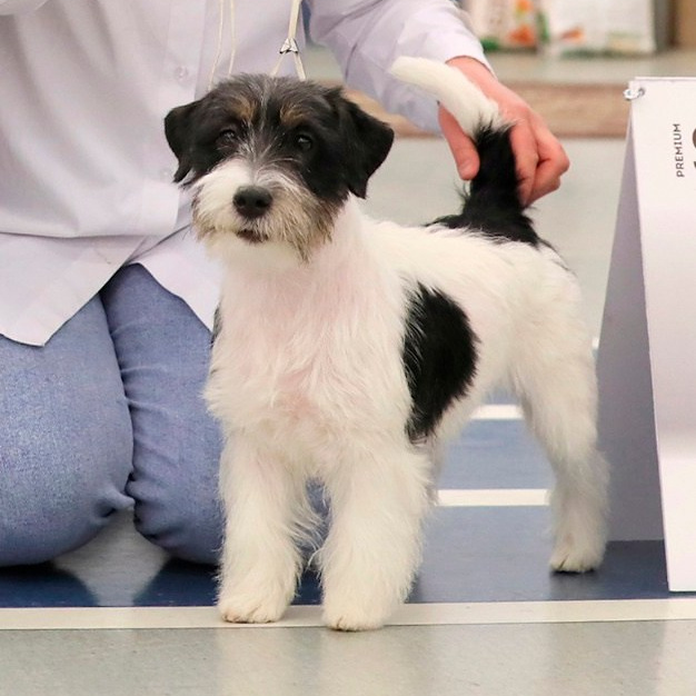 Port Fortis Destiny Of Love