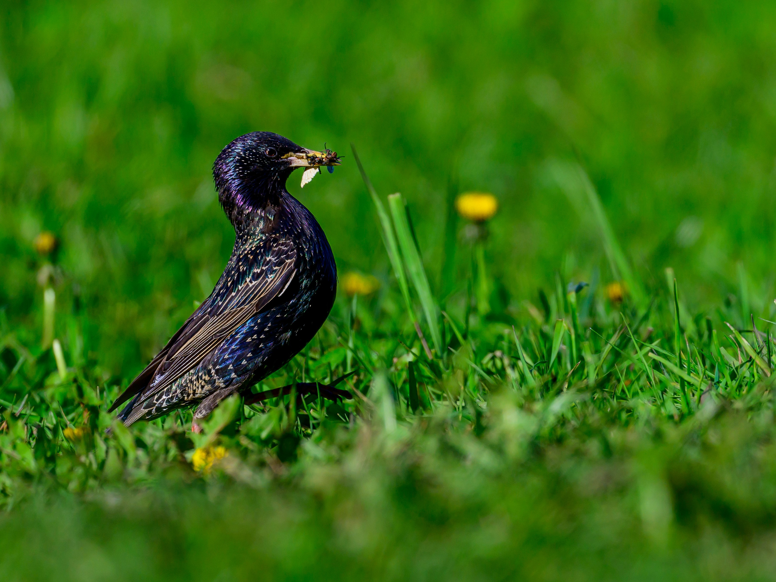Совы на восходе. Wildlife photography by Sergey Puponin