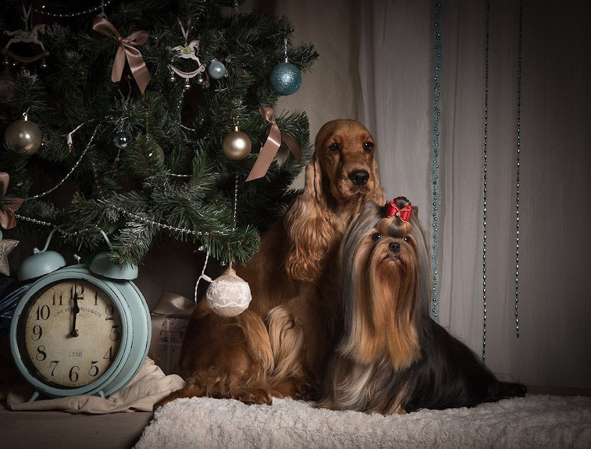 Euphoria’s Elegance. Питомник Йоркширских терьеров Дэнстайл в Санкт-Петербурге заводчик Тих