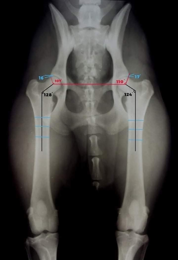 американский булли Юг, американский булли южный округ, лучшие американские булли на юге россии, топовые булли в россии, топовые американские булли в россии, ТОП булли, Топ американский булли, самые крутые американские булли, булли клаccик, булли покет, булли стандарт, булли экзот, булли xl, амeриканский булли, щенок булли, американский булли питомник, американский булли купить, американский булли щенок, американский булли москва, американский булли ростов-на-дону, американский булли краснодар, американский булли ставрополь, американский булли волгоград, американский булли семфирополь, американский булли ставрополь, американский булли сочи, американский булли воронеж, американский булли питер, американский булли санкт-петербург, американский булли Казань, американский булли Новосибирск, американский булли Челябинск, американский булли Ростов, американский булли Луганск, американский булли Донецк, американский булли покет, американский булли классик.американский булли ,американский булли щенки , американский булли купить ,американский булли фото , американский булли покет , собака американский булли , порода американский булли , американский булли цена , купить щенка американского булли ,американский булли характеристика , порода собак американский булли, питомник американских булли , американский булли отзывы, американский булли стандарт , американский булли отзывы владельцев, американский булли xl , россия американские булли , американские булли москва , американский булли вес , американский булли цена щенка, американский булли породы собак сша , американский булли размеры , американский булли классик , американский булли классика , американский булли характеристика породы , авито американский булли , сколько стоит американский булли , окрасы американских булли , американский булли виды , американский булли типы , американский булли цена в россии , американский булли экзот , американский булли микро , американский булли мини , собака американский булли фото , американский булли спб , американский булли характер , минусы американского булли , купить американского булли в москве , американские булли сколько щенков , плюсы американского булли , американский булли плюсы и минусы , взрослый американский булли , американский булли фото цена , американский булли фото щенков , американский булли крым , сколько живут американские булли , американский булли описание , американский булли купить авито , американский булли ростов , собачий питомник , питомник для собак , собаки , порода , щенки, щенок для детей, щенок для ребенка, щенок для семьи, собака для ребенка, питомник BULLY LOVERS, питомник THE POWER OF SIBERIA, питомник Ultimate Bully, питомник FORTIS FORTUNA VALIDI, питомник EXTREME BEAR, питомник American Dream, Питомник RUSSIAN BULLS, питомник ТАРУС & BULLY LAND, питомник Bully Ranch P&N, Питомник ANTREABULLS, питомник Ambully House, питомник Mar Nero, питомник Alfabulls, #micro #microbully #ambully #ambullys #ambullylife #ambullyforlife #ambullyworld #ambullylove #ambullylover #ambullylovers #ambullyloversfans #americanbullybreed #americanbullykennelclub #американскийбуллипитомник #bullies #bulliesallday #bulliesofig #bulliesofinsta #bulliesofinstagram #instabullies #bullieslife #bullymag #americanbully_feature #americanbullydog #tribullies #americanbullyblue #americanbullytricolor #bullystick #americanbullyStud, американский булли,американский булли щенки,американский булли купить,американский булли покет,американский булли фото,собака американский булли,порода американский булли,американский булли цена,американский булли купить щенка,американский булли характеристика,порода собак американский булли,американский булли отзывы,питомник американских булли,американский булли стандарт,американский булли отзывы владельцев,россия американские булли,американский булли виды,американский булли цена щенка,сколько стоит американский булли,американский булли цена в россии,американские булли москва,американский булли xl,американский булли размеры,типы американских булли,американский булли мини,американский булли вес,авито американский булли,американский булли породы собак сша,американский булли микро,американский булли характеристика породы,американский булли экзот,американский булли классик,американский булли классика,собака американский булли фото,американский булли характер,минусы американского булли,американские булли спб,американский булли окрасы,американский булли купить в москве,американские булли сколько щенков,плюсы американского булли,американский булли видео,американский булли плюсы и минусы,американский булли щенок фото,взрослый американский булли,американский булли девочка,американский булли описание,сколько живут американские булли,американский булли покет купить,американский булли крым,american bully,american bully ru,american bully ru shchenki,https american bully ru,https american bully ru shchenki,american bully xl,american bully питомник,american bully dog,american bully kennel,american dream bully,american bully pocket,american bully kennel club,all american bully фильм смотреть,american bully xxl,reddit american bully,american bully ru shchenki html,american bully wise,celina innovations crochet american bully part,https american bully ru shchenki html,american bully classic,питомник американских булли,питомник собак американский булли,питомник американских булли в крыму,питомник собак в крыму американские булли,питомник в крыму американский булли последние,питомник американских булли в москве,американские булли купить питомник,питомник американских булли в россии,питомник американских булли покеткупить щенка американский булли питомник,американские булли цена питомники,питомник американских булли в спб,питомник американских булли яна,купить американского булли в москве питомник,питомник американских булли в москве и московской,официальные питомники американских булли,крым питомник американских булли яна,булли американский купить питомник цена,москва и область питомники американских булли,питомник американских булли яна и гоша,американские булли подмосковья питомник,американский булли стандарт питомник,питомник американских булли екатеринбург,питомник американских булли ростов,лучшие питомники американских булли,питомник собак крым американский булли яна,яна питомник собак американский булли,американский булли купить в спб питомник,американский булли питомник львиное сердце уфа,американский булли питомник львиное сердце уфа вк,американский булли лучший питомник россии,американский булли питомник краснодар,американский булли купить спб щенка питомник,американский булли покет питомник москва,американский булли сайт питомник,питомник американский булли официальный сайт,питомник американских булли в челябинске,питомники американских булли в россии список лучших,питомник собак американских булли серпухов,питомник собак дзен американский булли,американский булли xl питомник,питомник американских булли в талдоме,питомник и цена американ американский булли,фаворит гигант питомник американских булли,американский булли купить,американский булли купить щенка,американский булли купить в москве,американский булли покет купить,американский булли купить щенка в москве,американский булли купить авито,купить американский булли цена,купить американского булли в спб,купить собаку американский булли,американский булли купить щенка цена,американский булли покет купить щенка,американский булли купить в беларуси,американский булли стандарт купить,американский булли купить москва московская область,купить американского булли в россии,купить американского булли в московской области,американский булли купить в екатеринбурге,американский булли купить в новосибирске,американский булли купить щенка в спб,