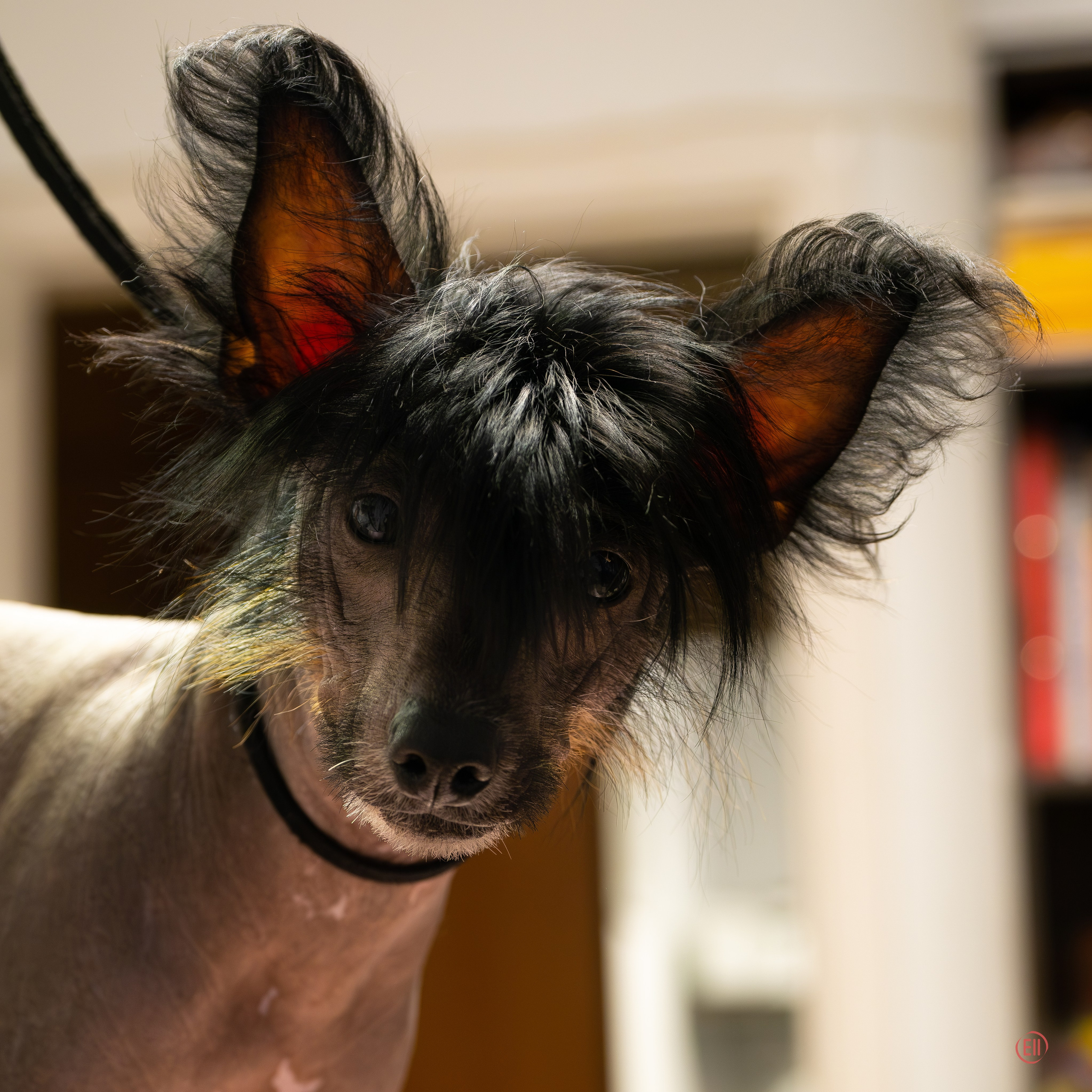 Vic went to live in Dubai!. Chinese Crested Dog Kennel Poale Ell
