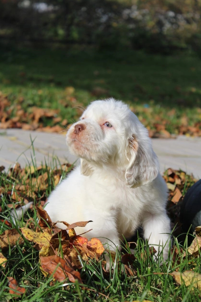 Щенки кламбер спаниеля. Питомник собак Westerly Wind Москва и МО