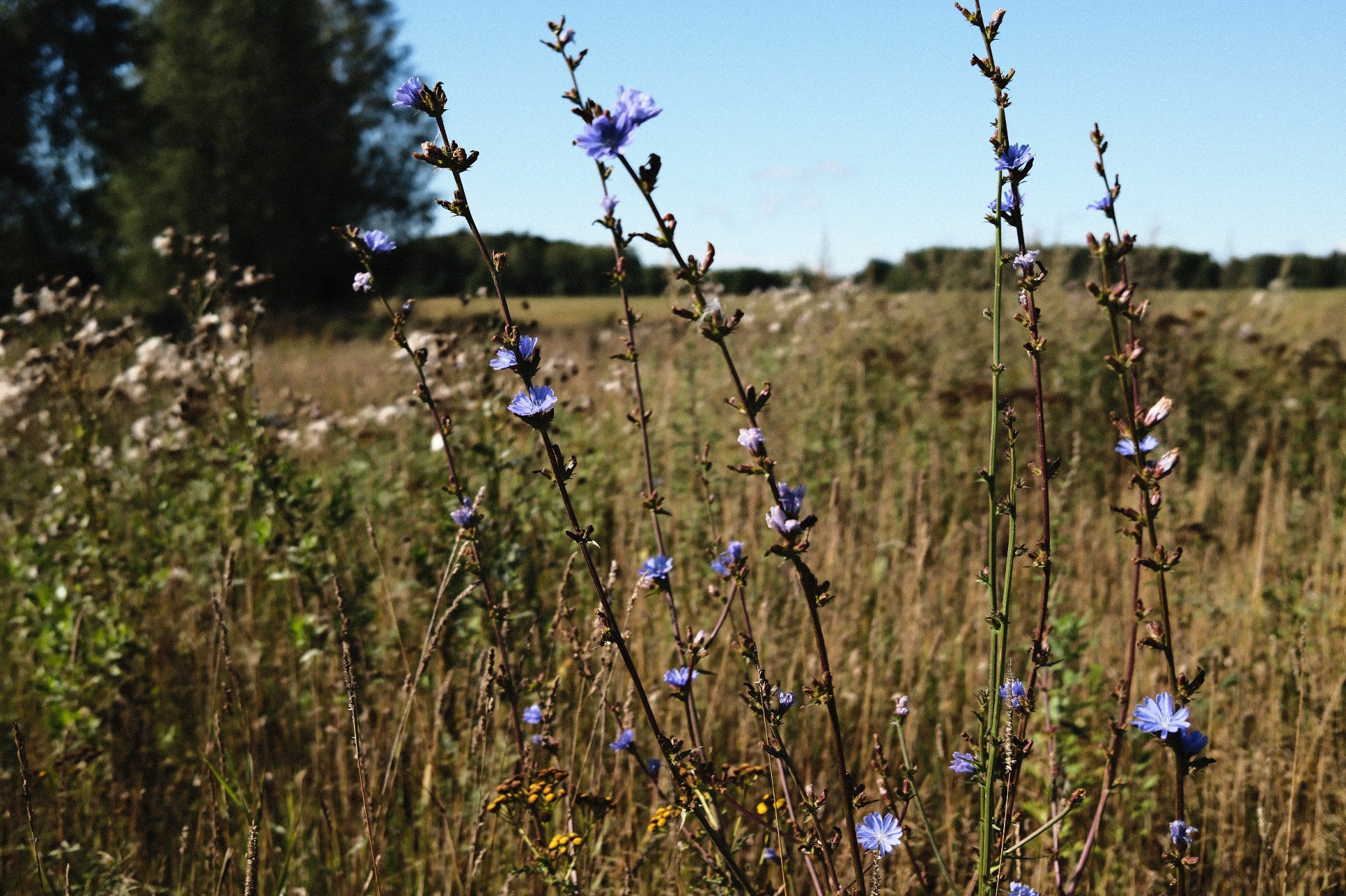 СОЛЯМИ. Belugin Art