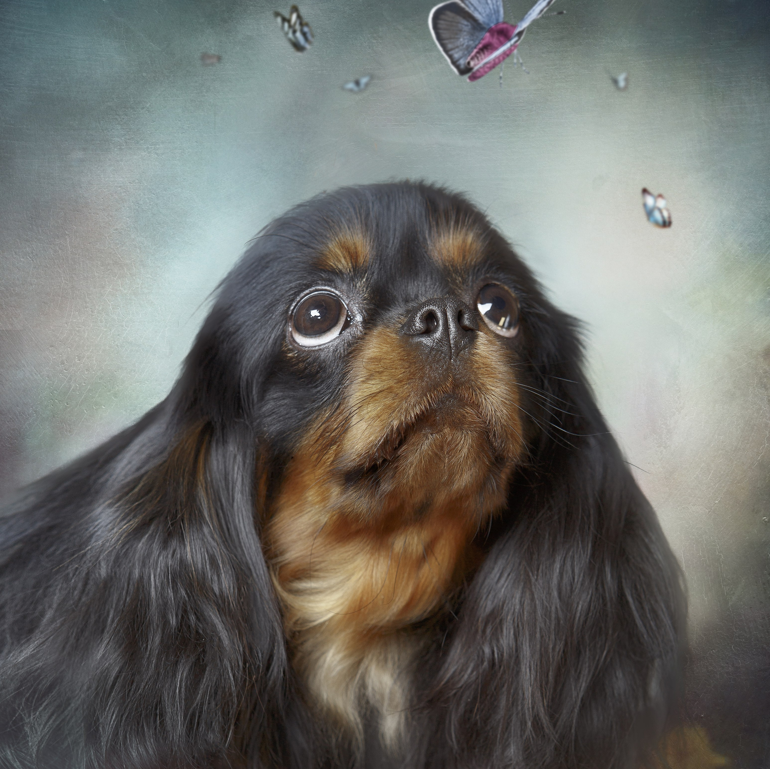 Фотограф анималист. Студия груминга Валерии Кравец