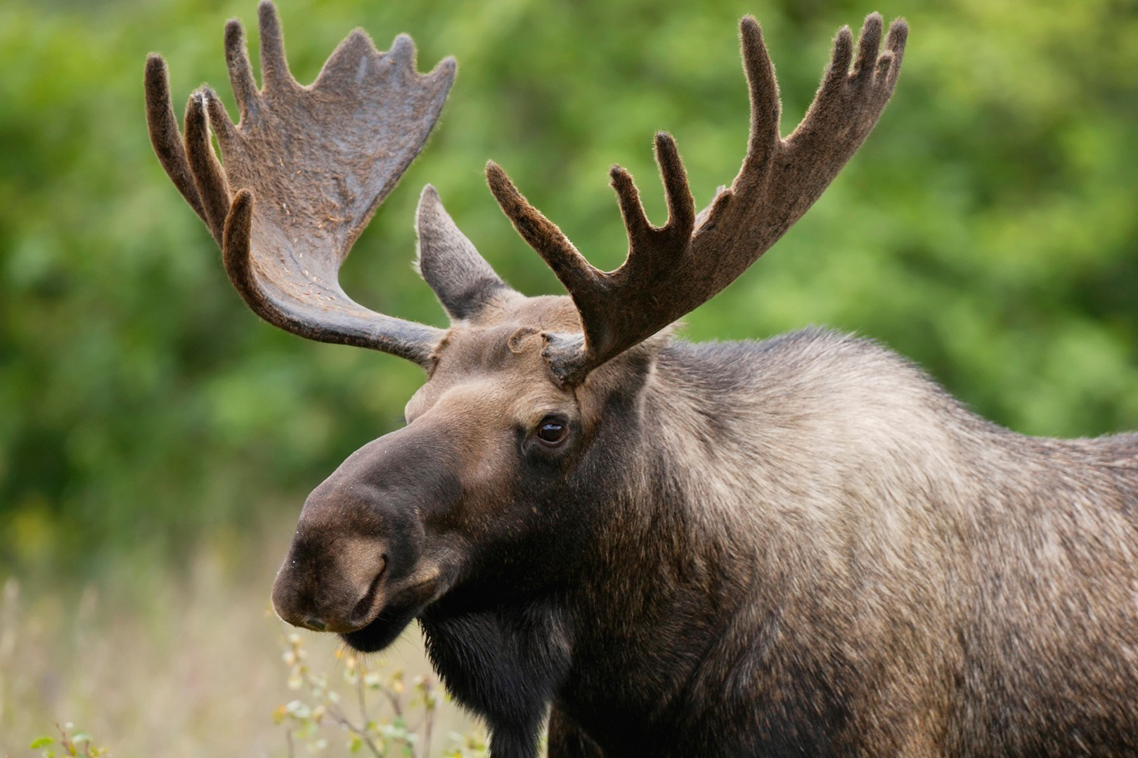 Охота в Беларуси